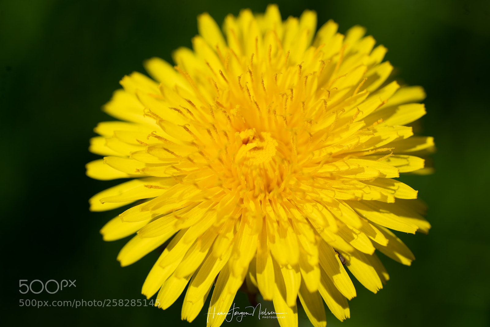 Sony a7R II sample photo. Dandelion sun photography