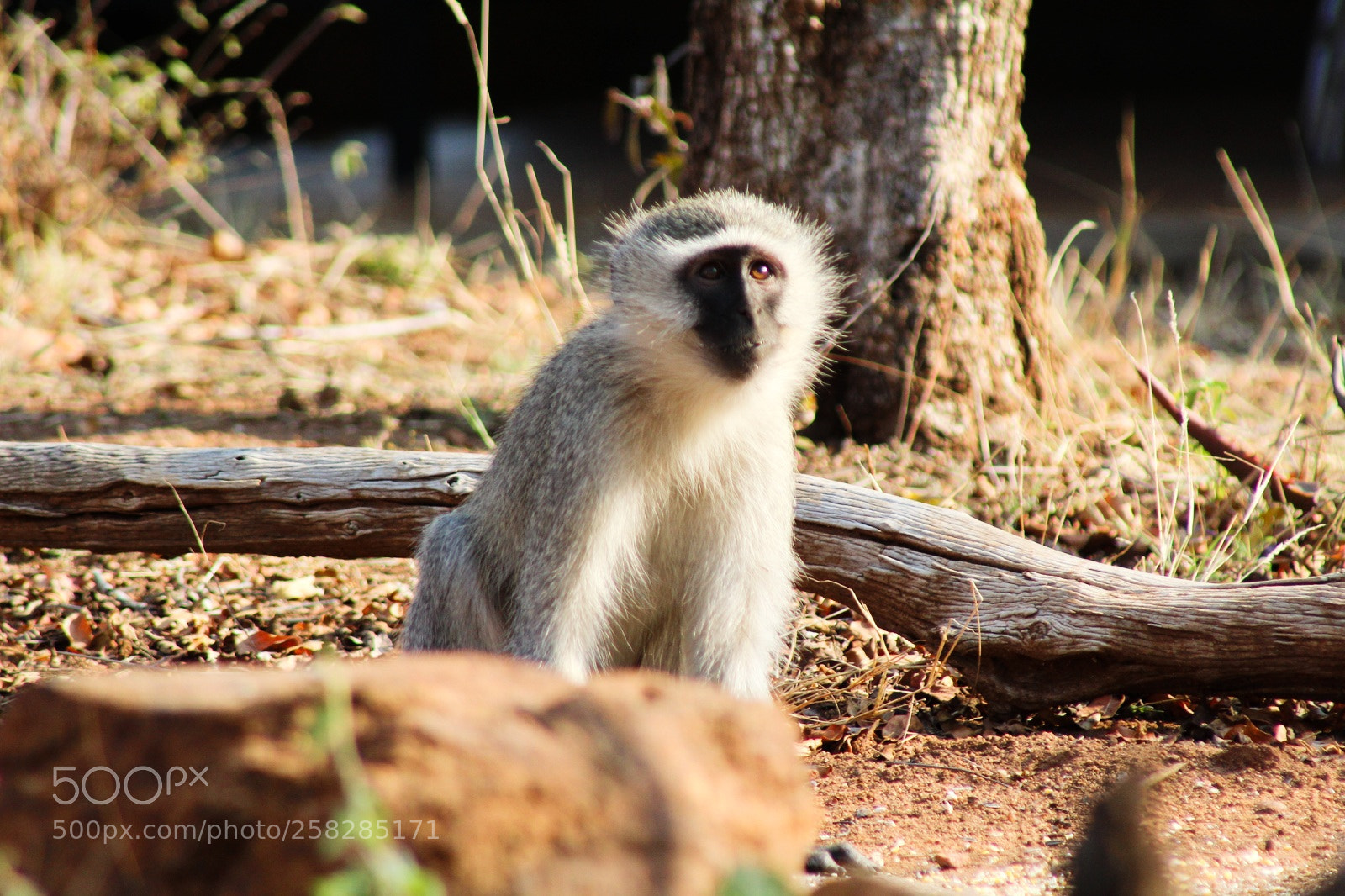 Canon EOS 1200D (EOS Rebel T5 / EOS Kiss X70 / EOS Hi) sample photo. Vervet monkey photography