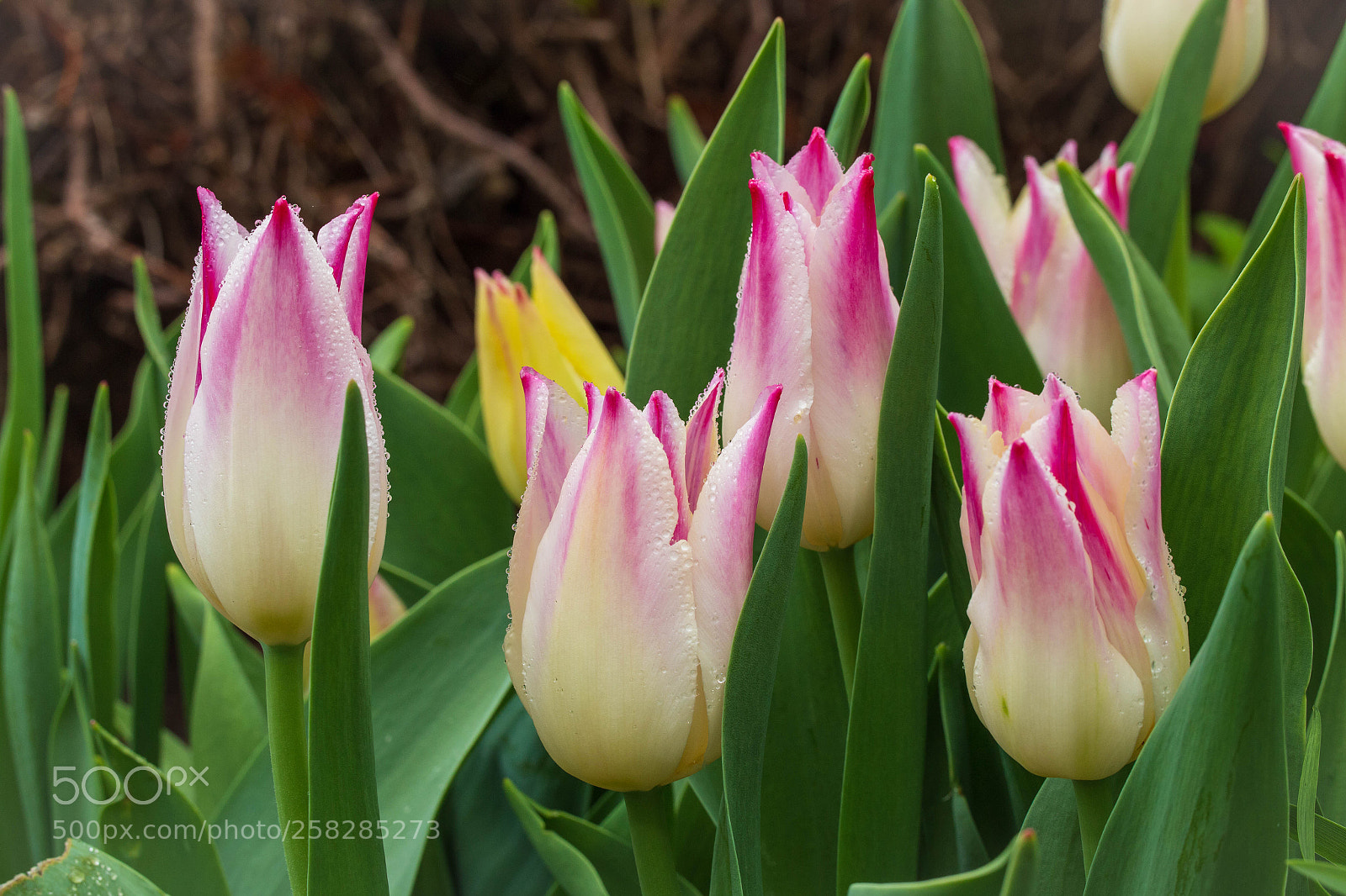 Canon EOS 6D sample photo. Rainy tulip garden photography