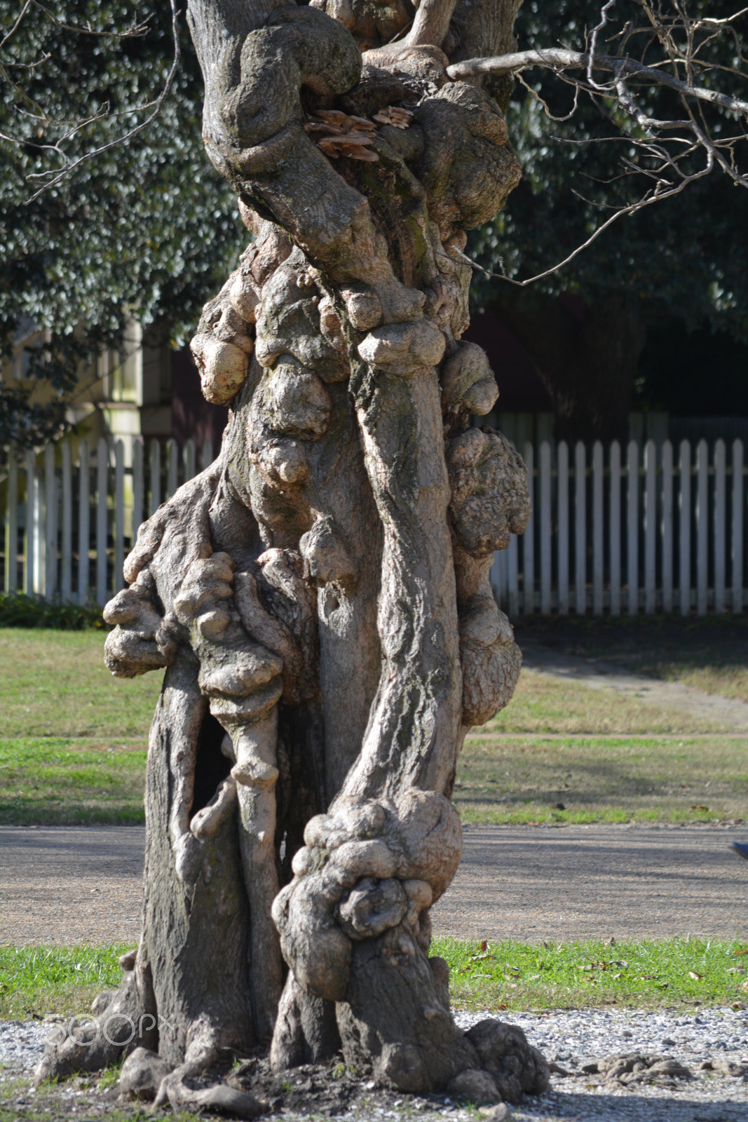 Nikon D5200 sample photo. Tree photography