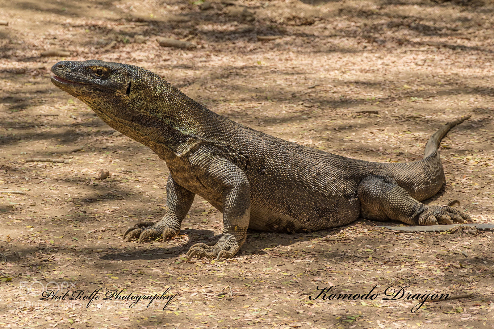 Canon EOS 7D Mark II sample photo. Lizard photography