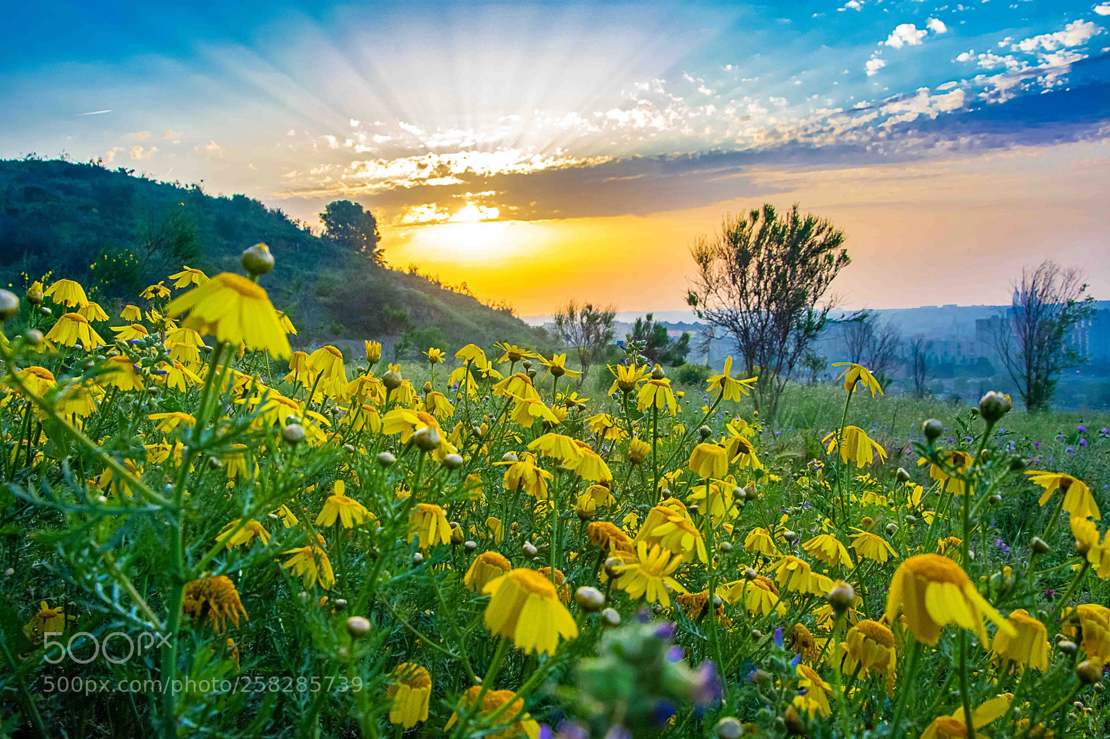 Nikon D7200 sample photo. Flores al alba photography