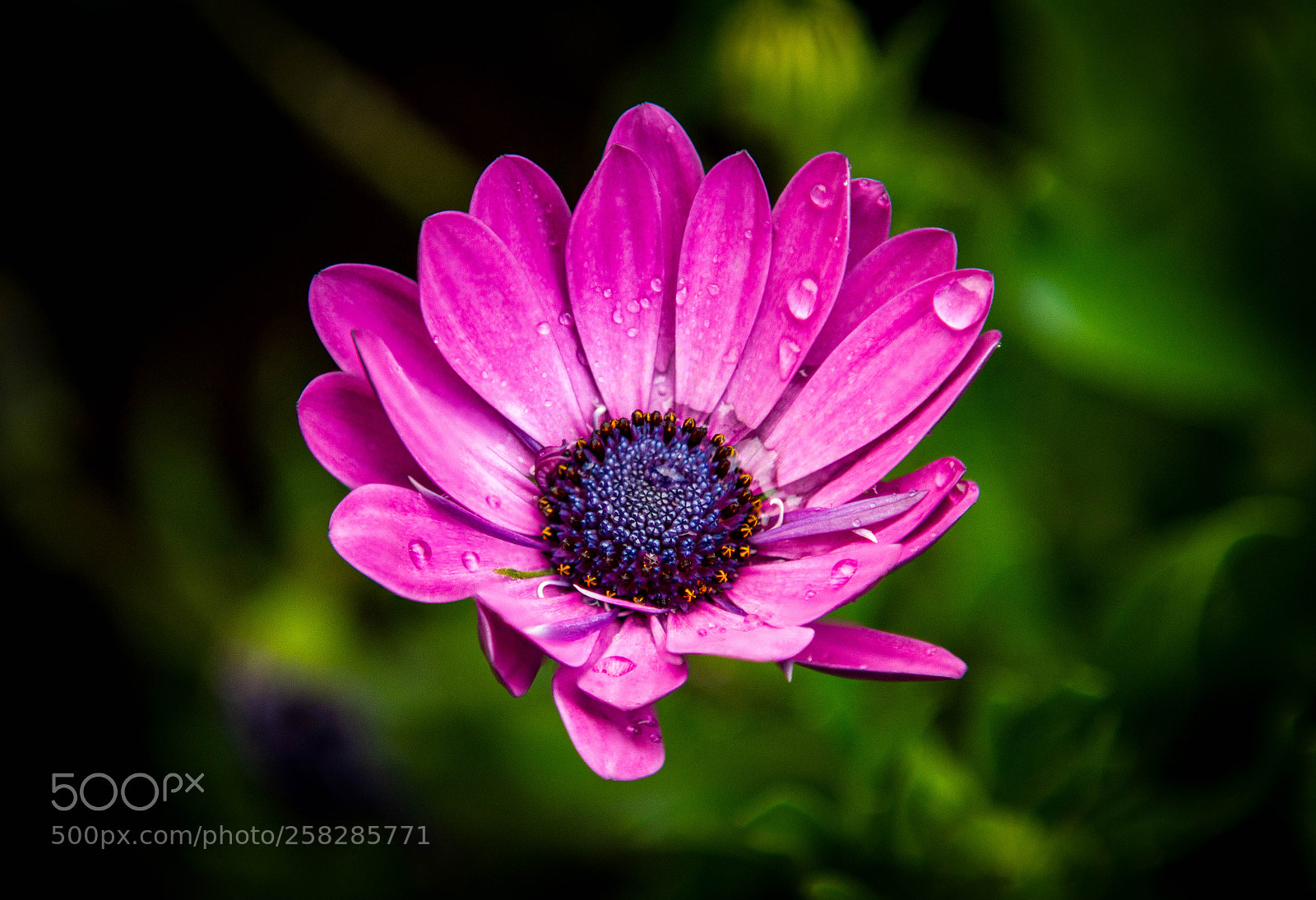 Canon EOS 7D sample photo. After the rain photography