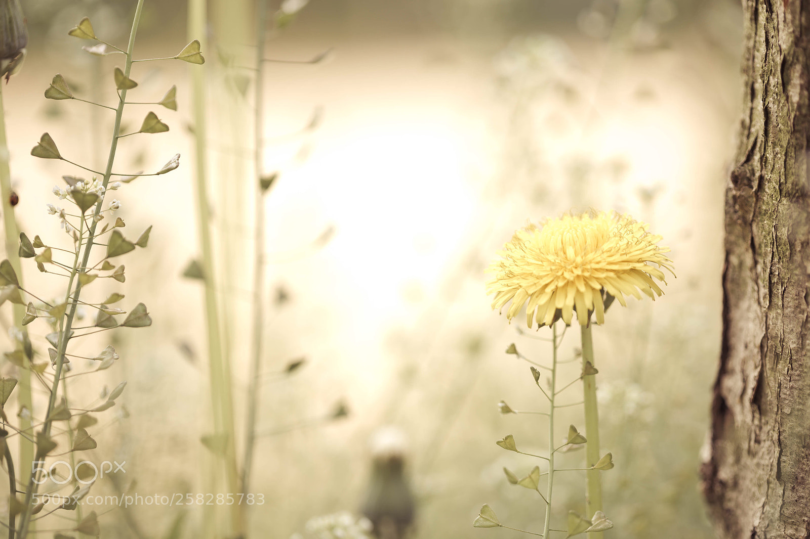 Canon EOS 6D sample photo. Tangled emotion photography