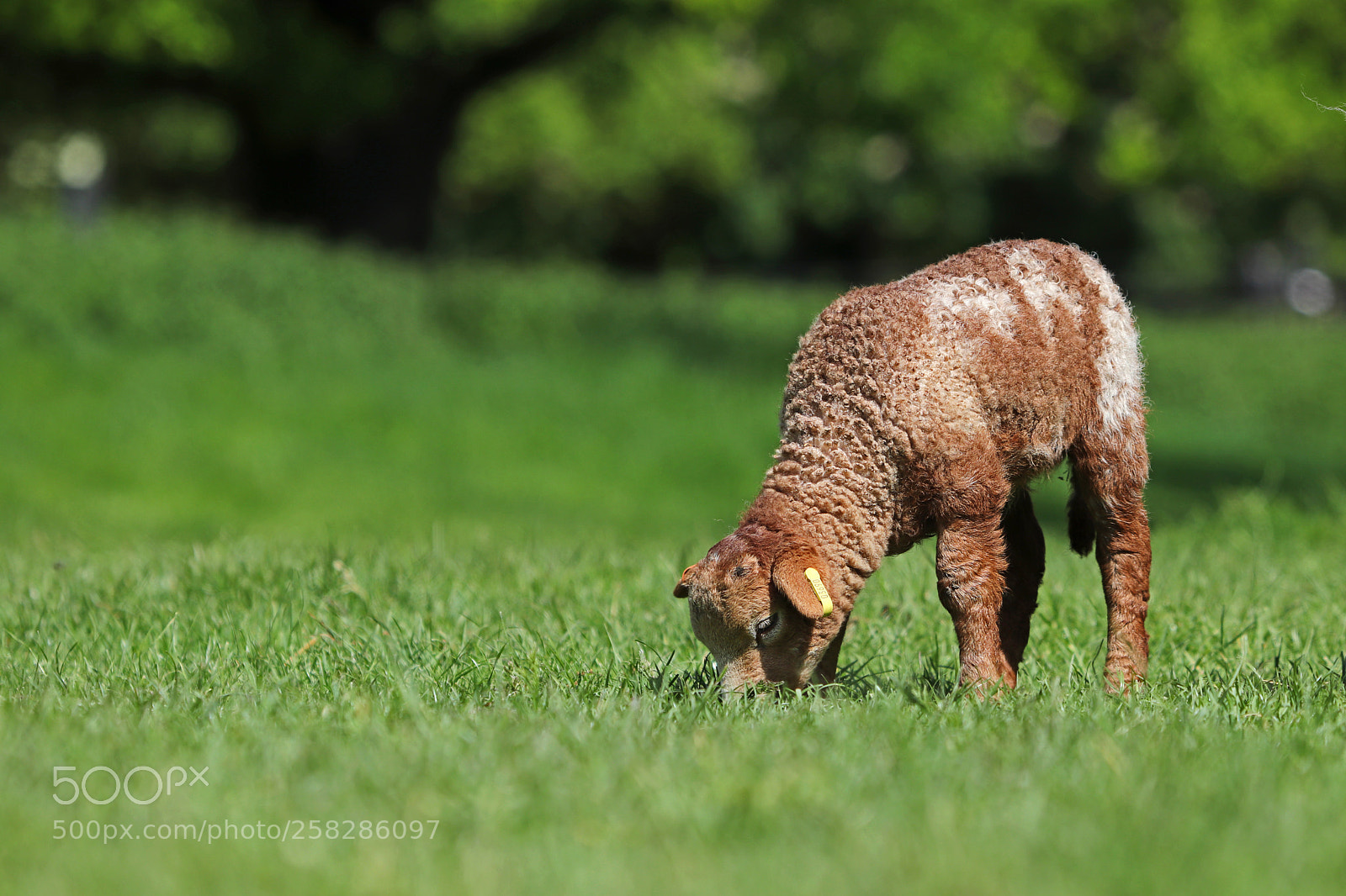 Canon EOS 77D (EOS 9000D / EOS 770D) sample photo. Baby lambs enjoying the photography
