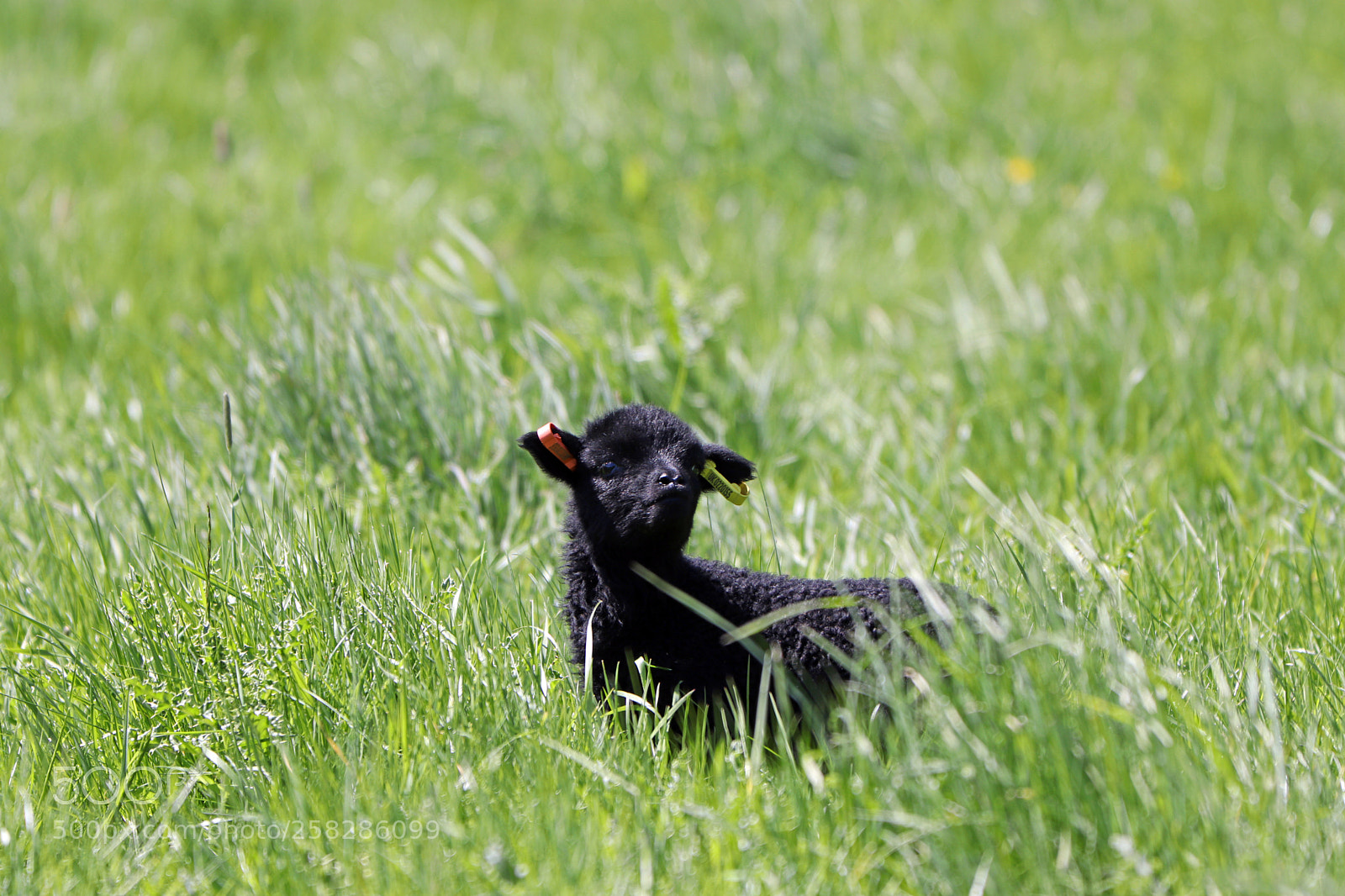 Canon EOS 77D (EOS 9000D / EOS 770D) sample photo. Baby lambs enjoying the photography