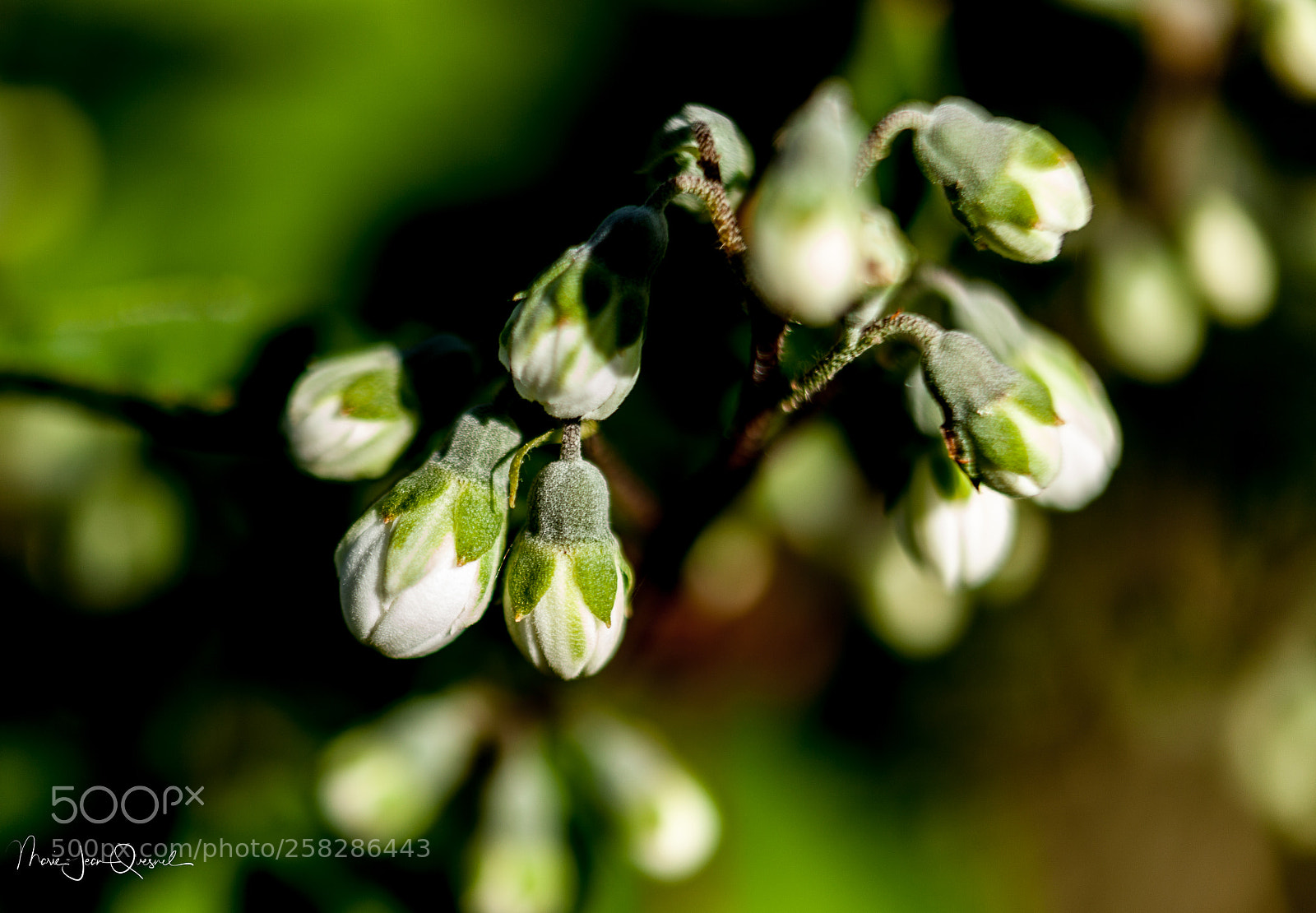 Canon EOS 5D Mark II sample photo. Fleur de seringat en photography