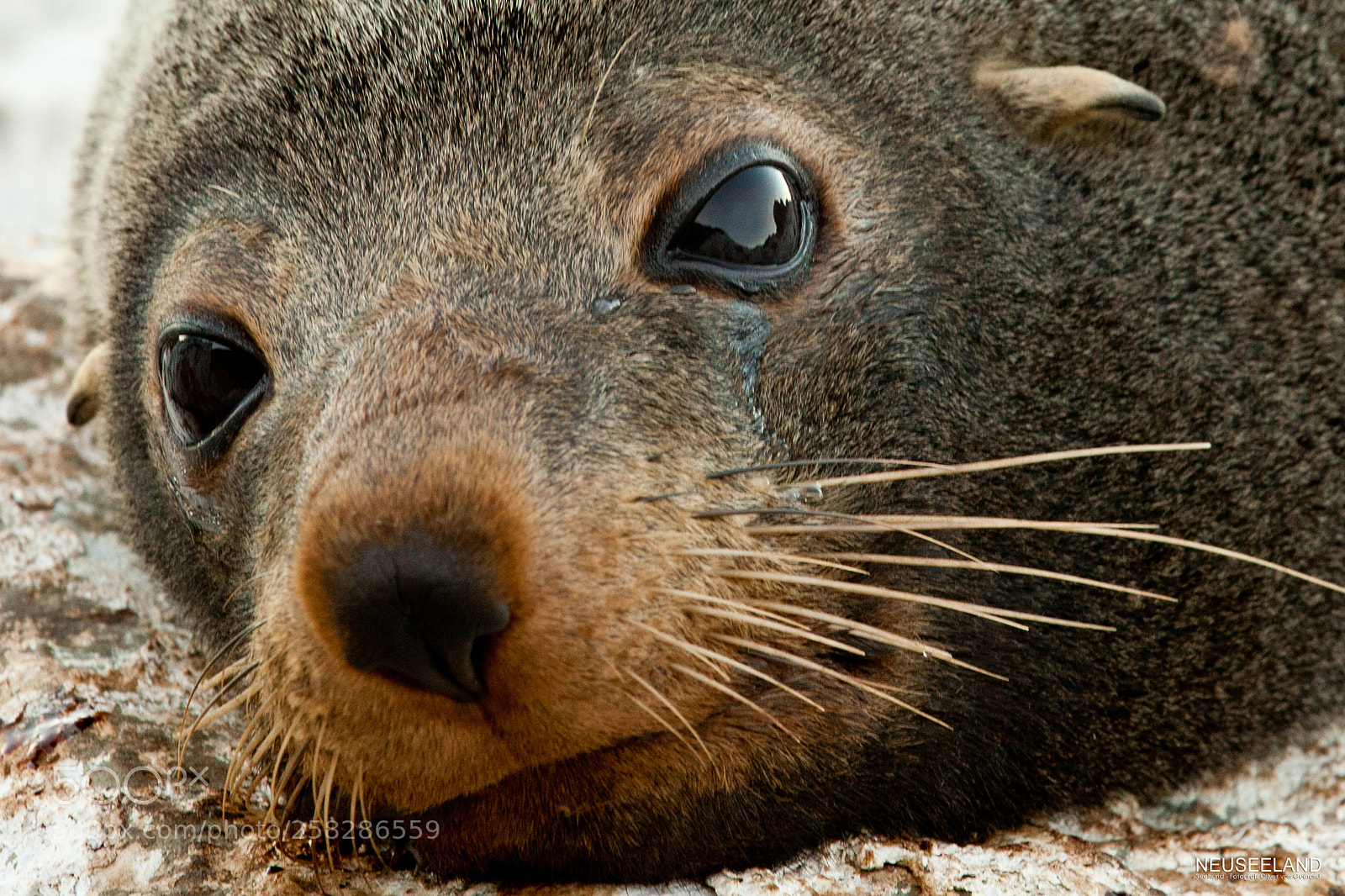 Canon EOS 5D Mark II sample photo. Neuseeland seehund photography