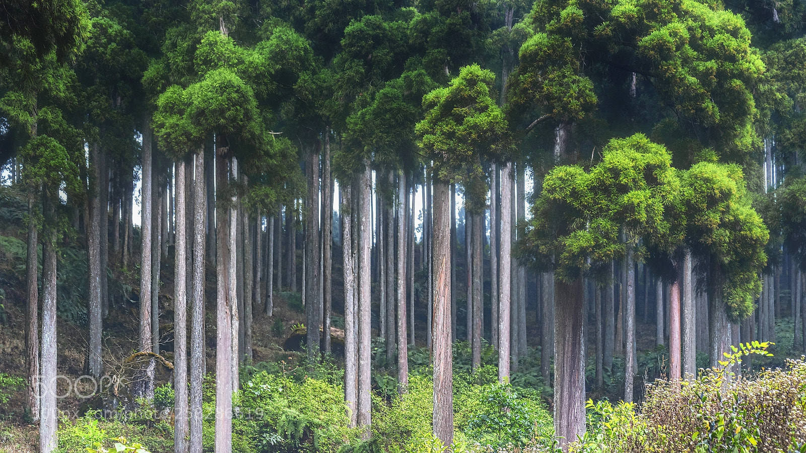 Nikon D750 sample photo. Pine forest photography