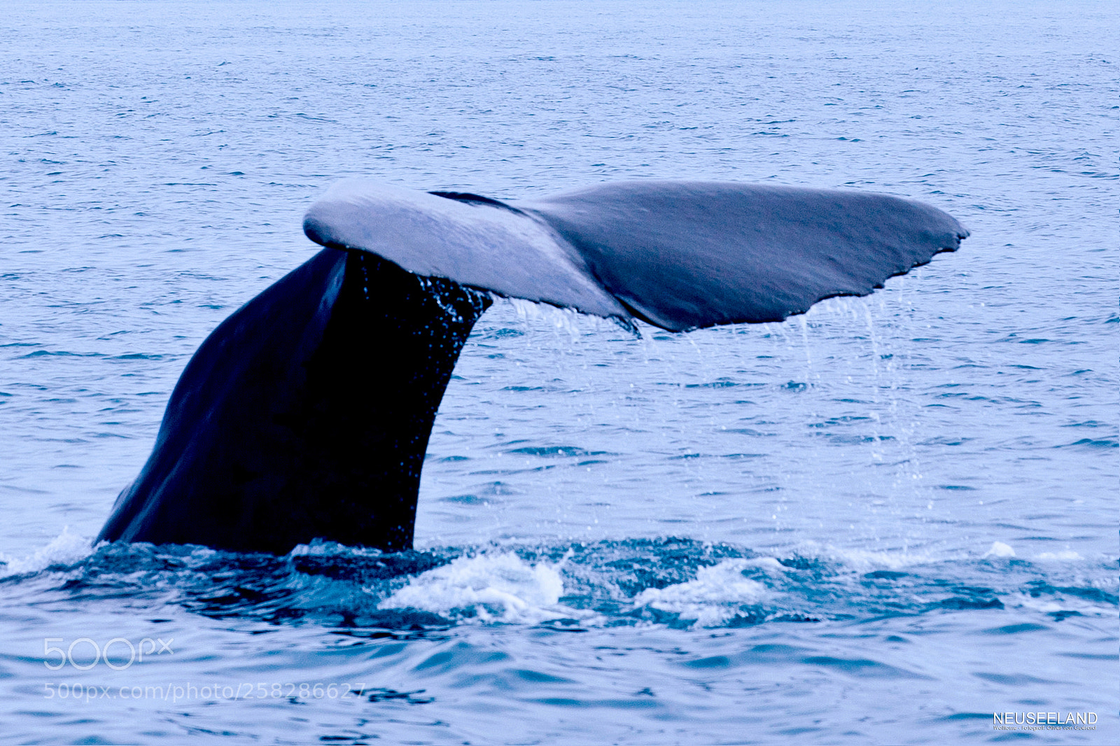 Canon EOS 5D Mark II sample photo. Neuseeland walflosse photography