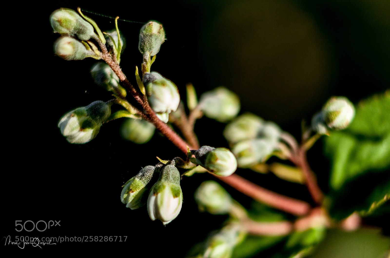 Canon EOS 5D Mark II sample photo. Fleur de seringat en photography