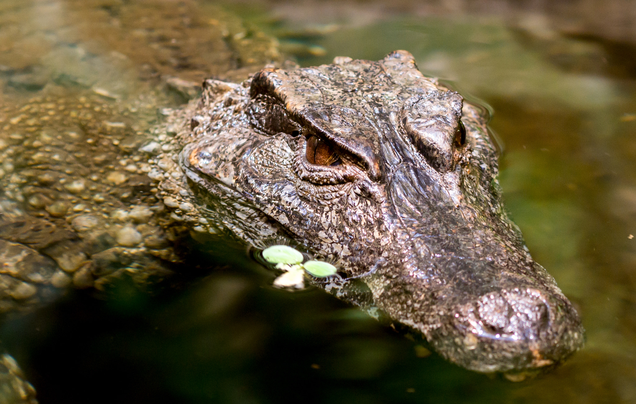 Panasonic DMC-G81 sample photo. Good bye crocodile photography