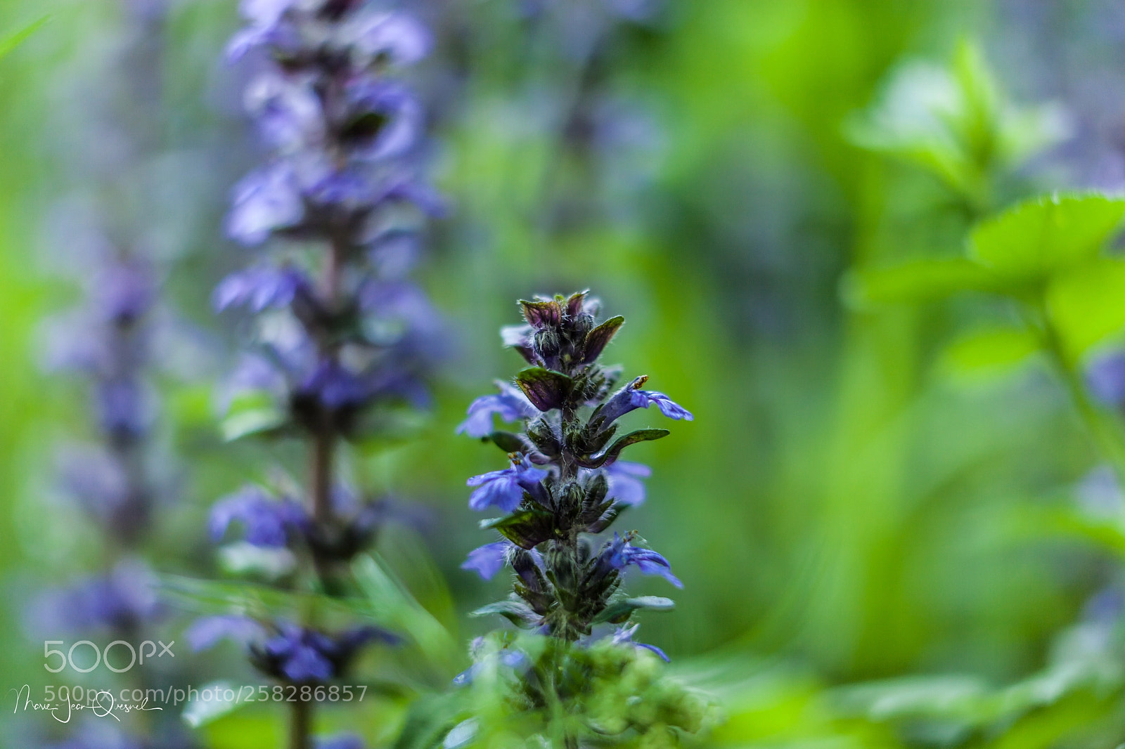 Canon EOS 5D Mark II sample photo. Fleurs sauvages dont j'ignore photography