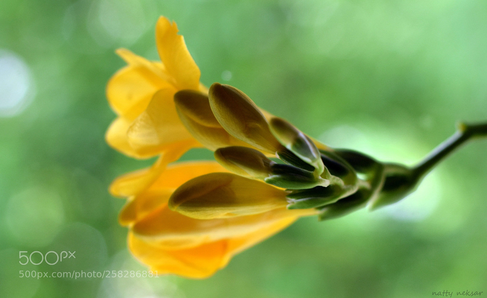 Nikon D5300 sample photo. #springtime...7 photography