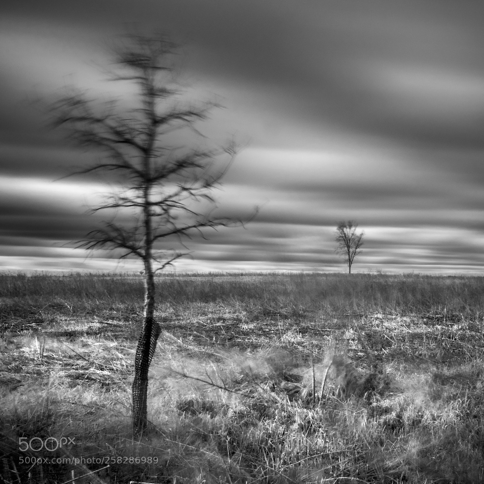 Nikon D810 sample photo. Bluster square photography