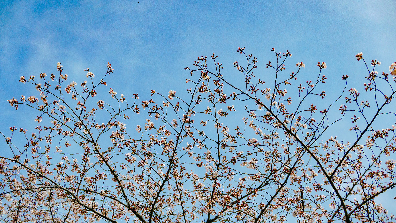 Panasonic Lumix DMC-LX100 sample photo. Blossom tree photography