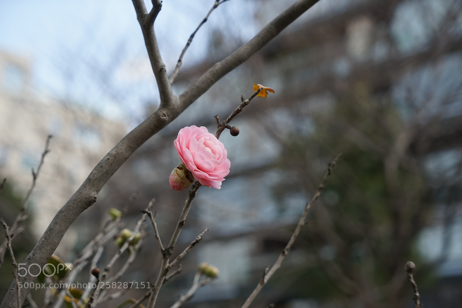 Sony a7 sample photo. Flower of tsubaki photography