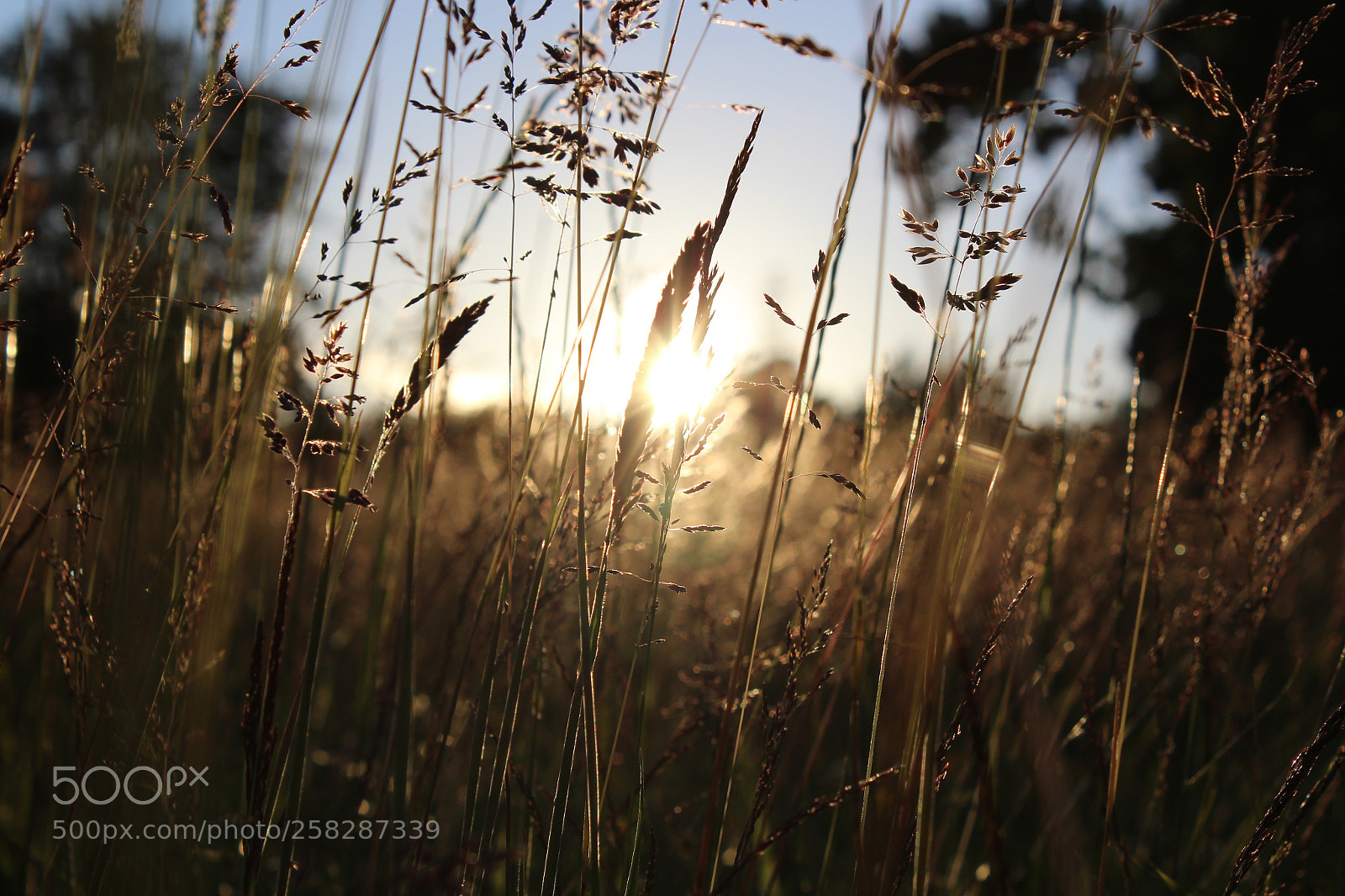 Canon EOS 1200D (EOS Rebel T5 / EOS Kiss X70 / EOS Hi) sample photo. Golden field photography