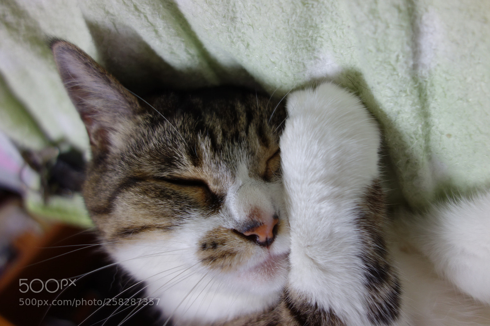Sony Cyber-shot DSC-RX100 sample photo. Relieved! photography