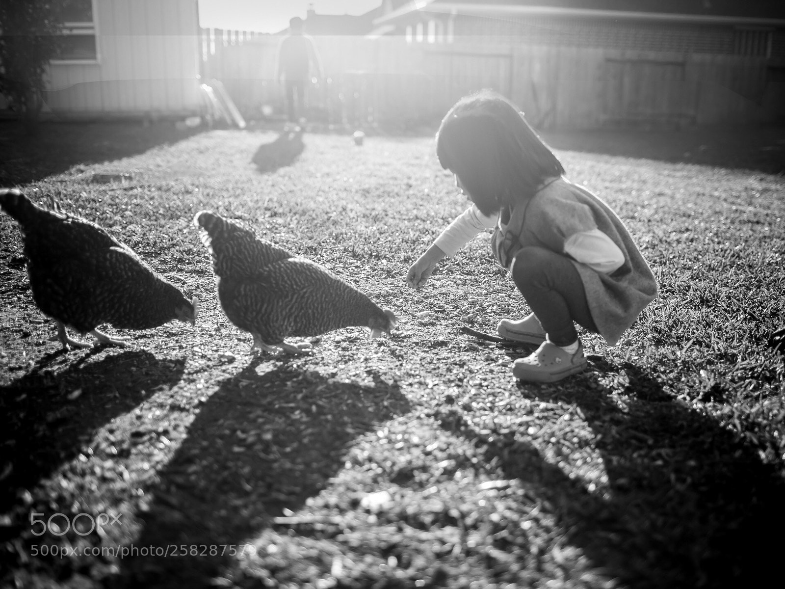 Canon EOS 6D sample photo. Feeding chickens photography