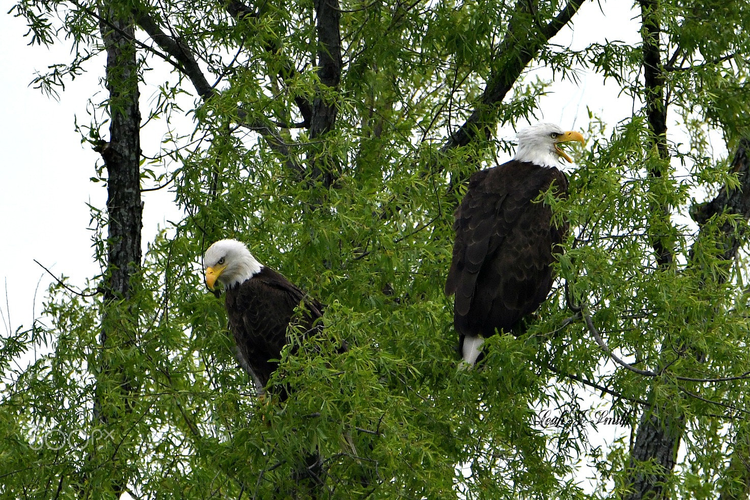 Nikon D500 sample photo. Bald eagle photography