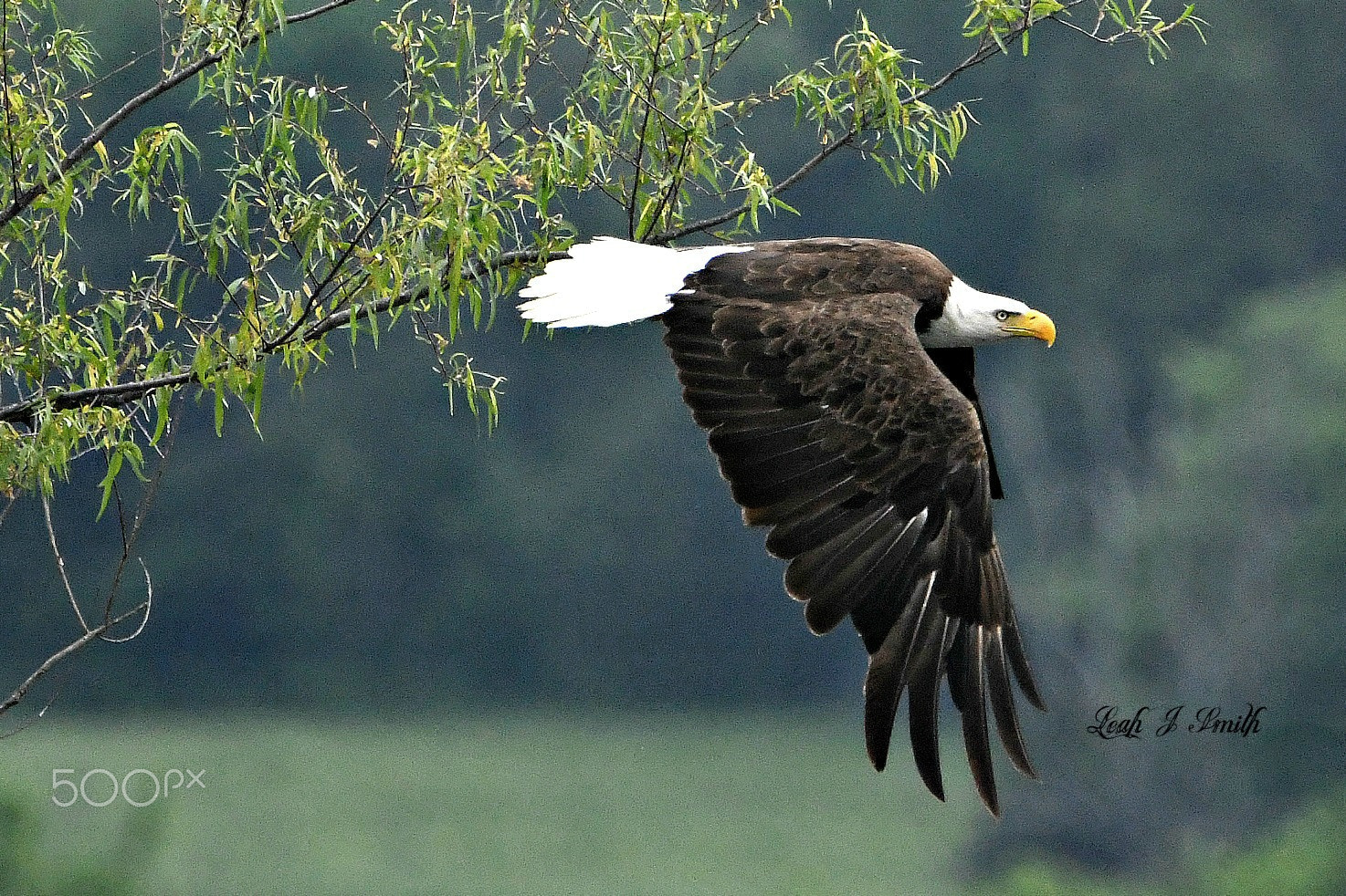 Nikon D500 sample photo. Bald eagle photography