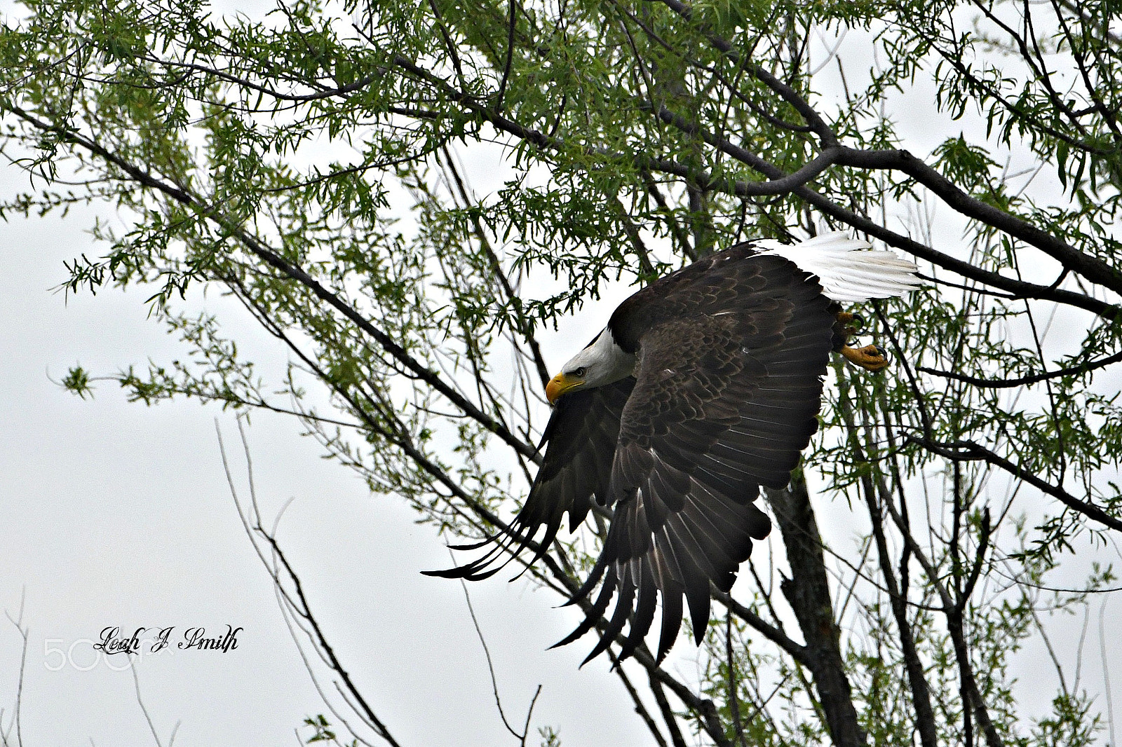 Nikon D500 sample photo. Bald eagle photography