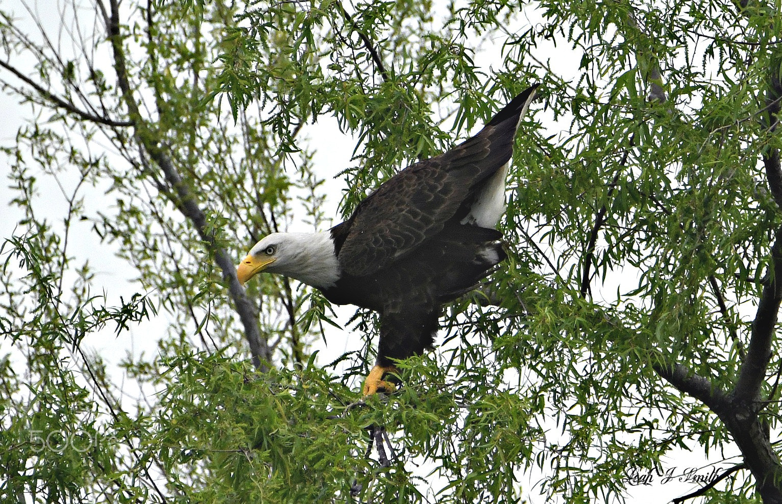 Nikon D500 sample photo. Bald eagle photography