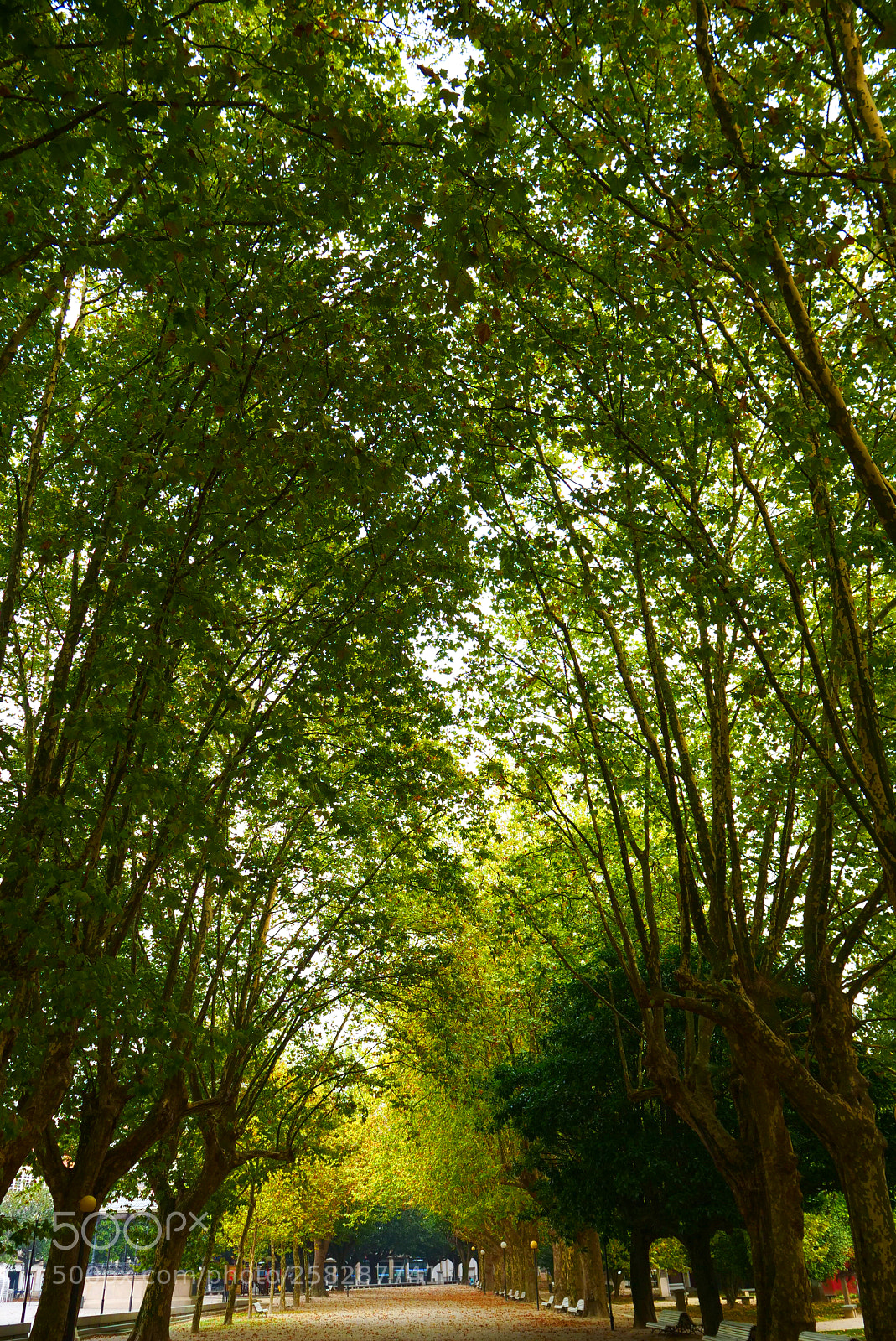 Panasonic Lumix DC-GH5 sample photo. Shades of green photography