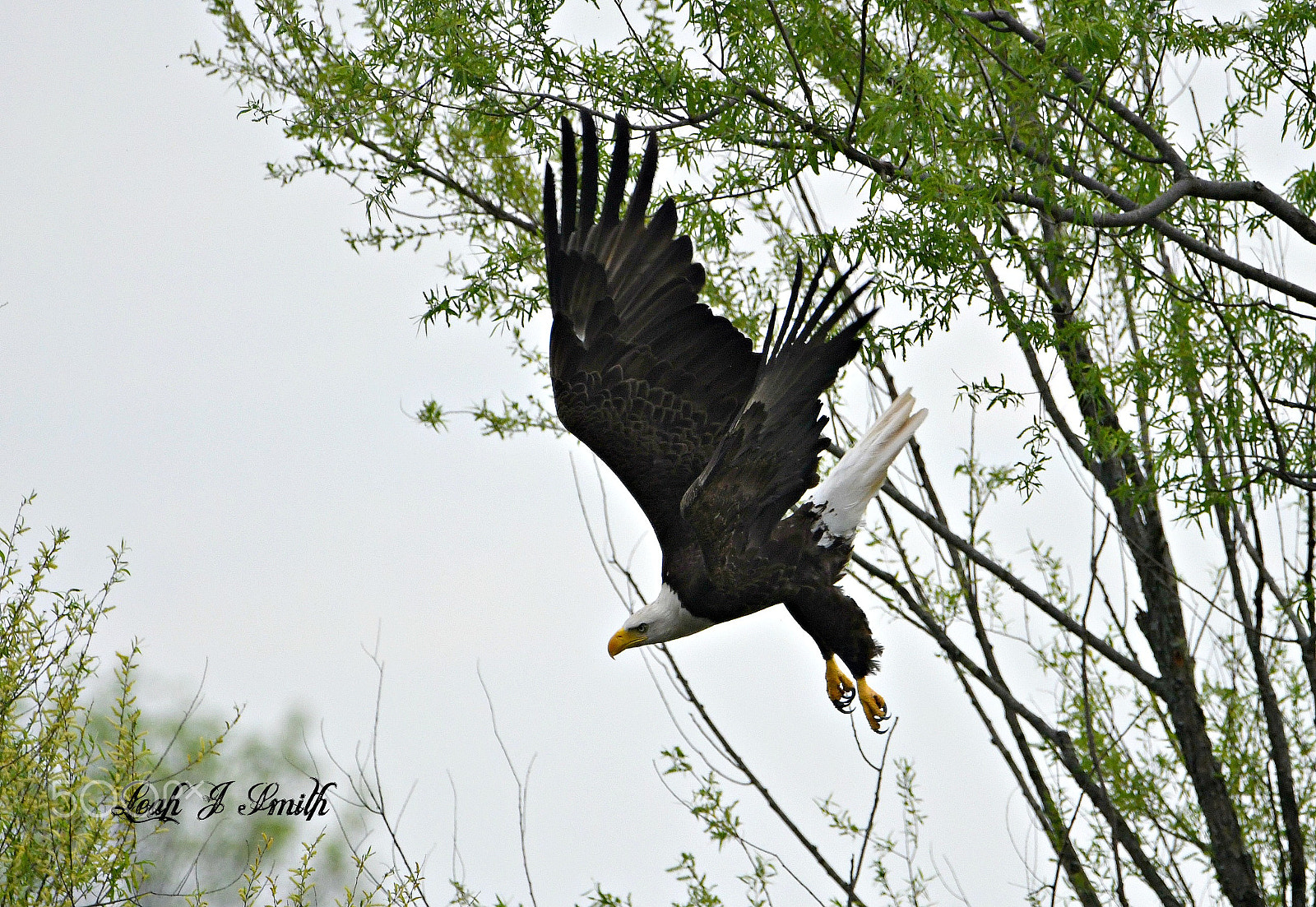 Nikon D500 sample photo. Bald eagle photography