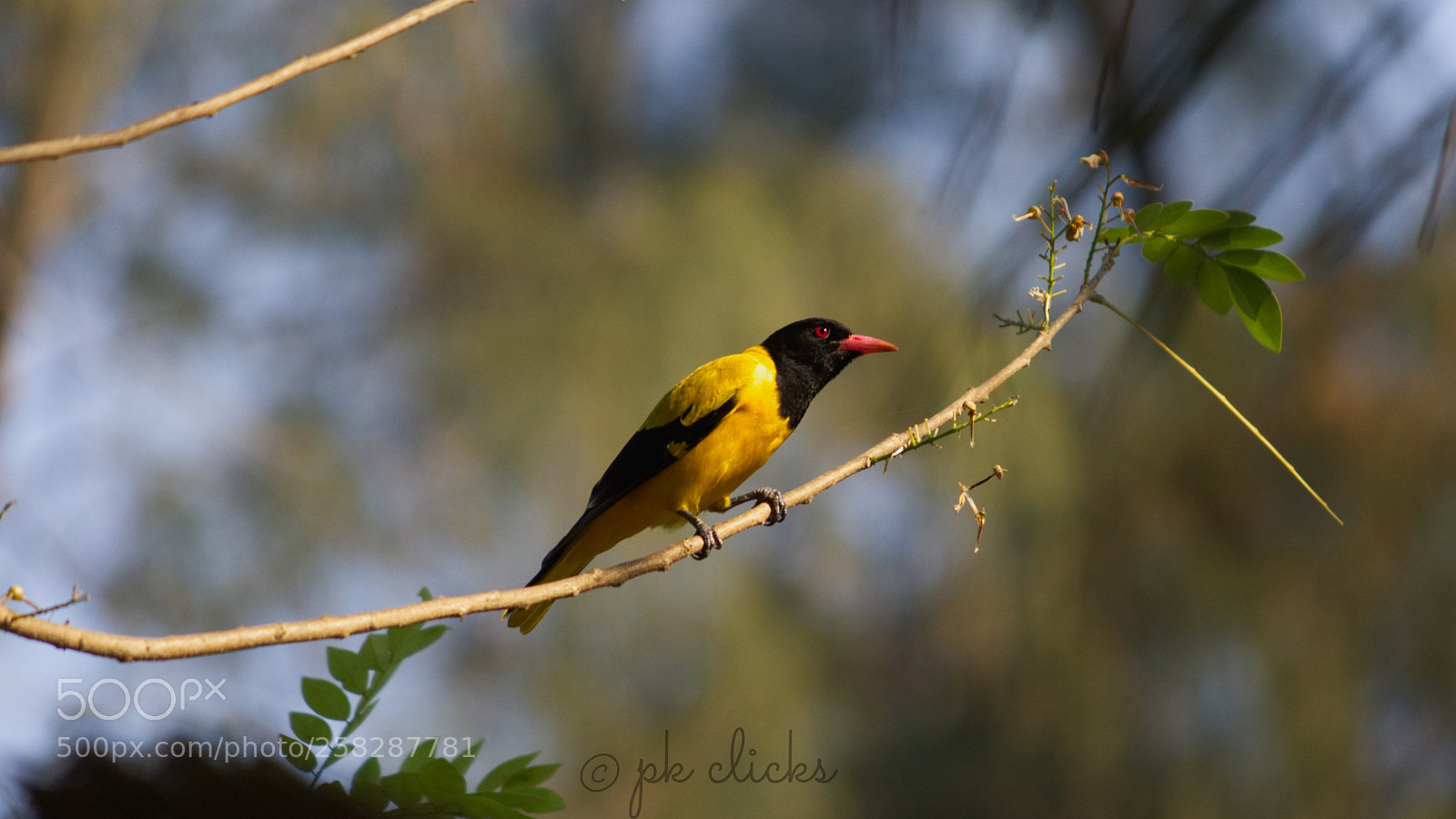 Nikon D7200 sample photo. Bird photography