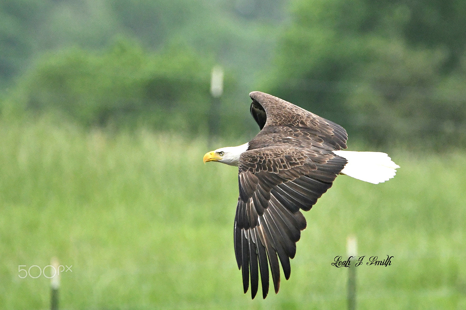 Nikon D500 sample photo. Bald eagle photography