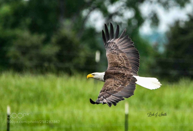 Nikon D500 sample photo. Bald eagle photography