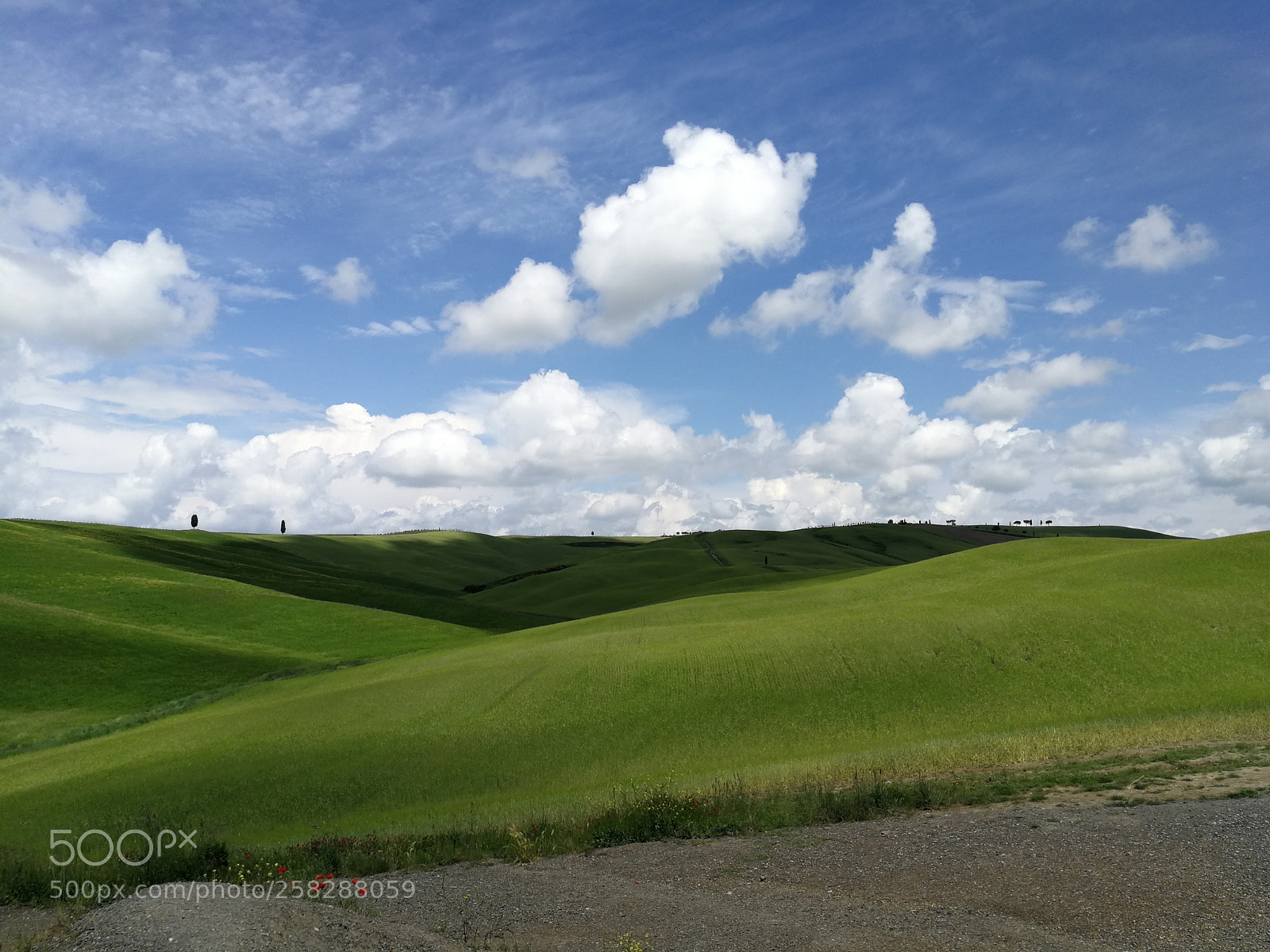 HUAWEI P10 sample photo. Shades of green photography
