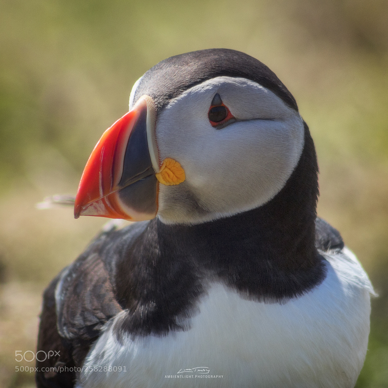 Canon EOS 1300D (EOS Rebel T6 / EOS Kiss X80) sample photo. Puffin portrait photography