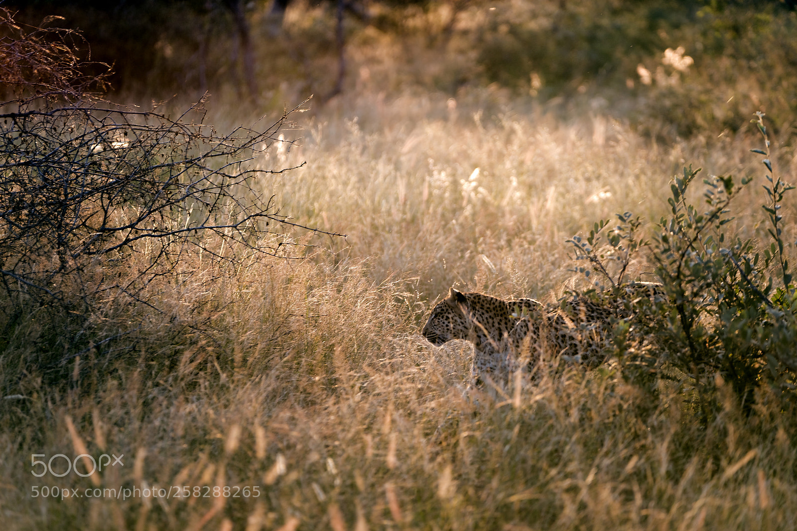 Nikon D810 sample photo. Lepard photography