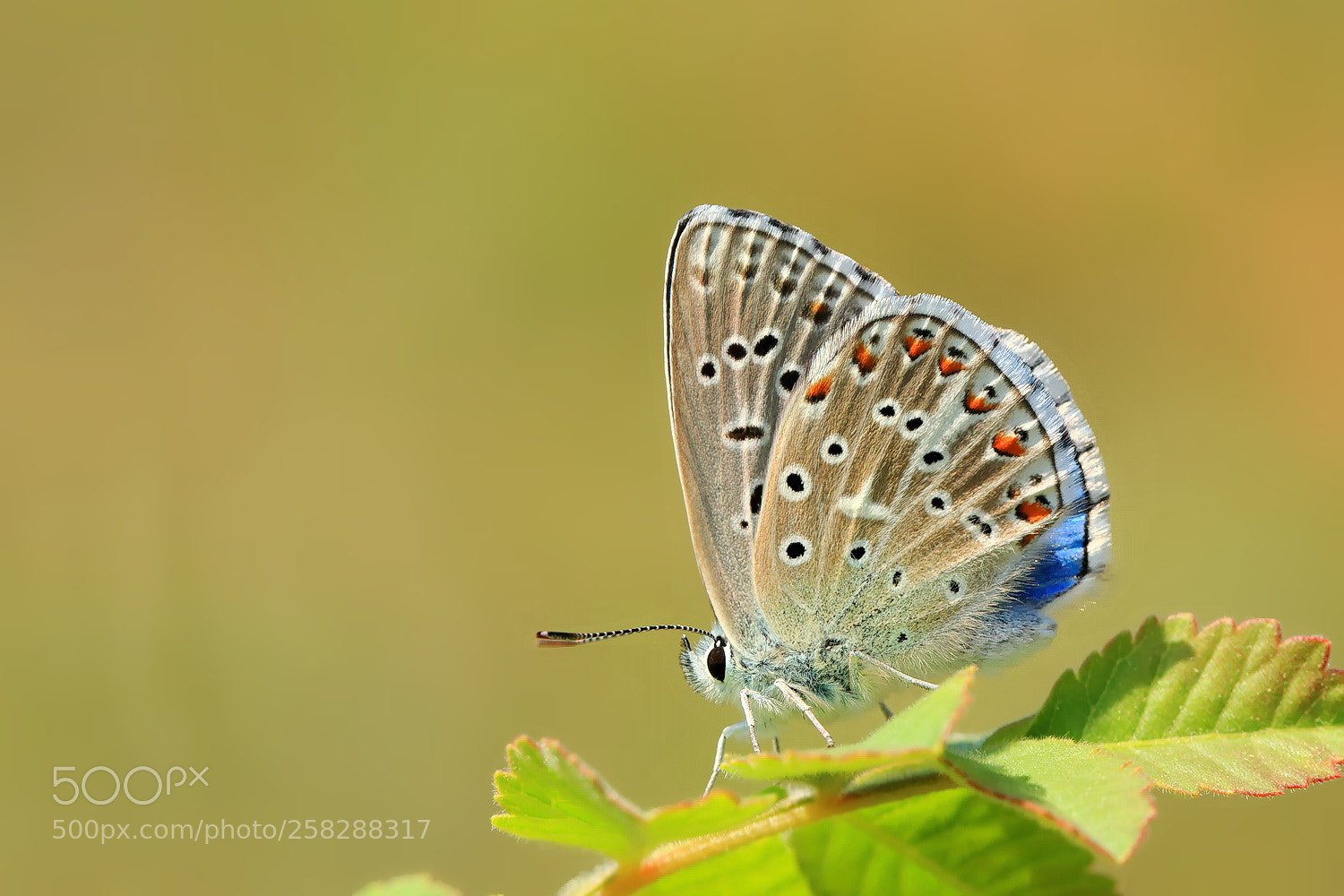 Canon EOS 70D sample photo. G g k mavisi photography