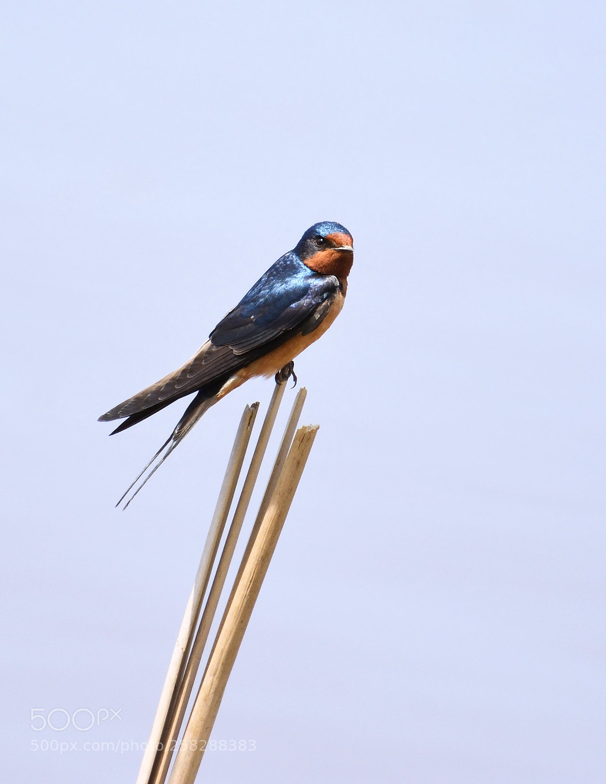 Nikon D7200 sample photo. Barn swallow natural photography