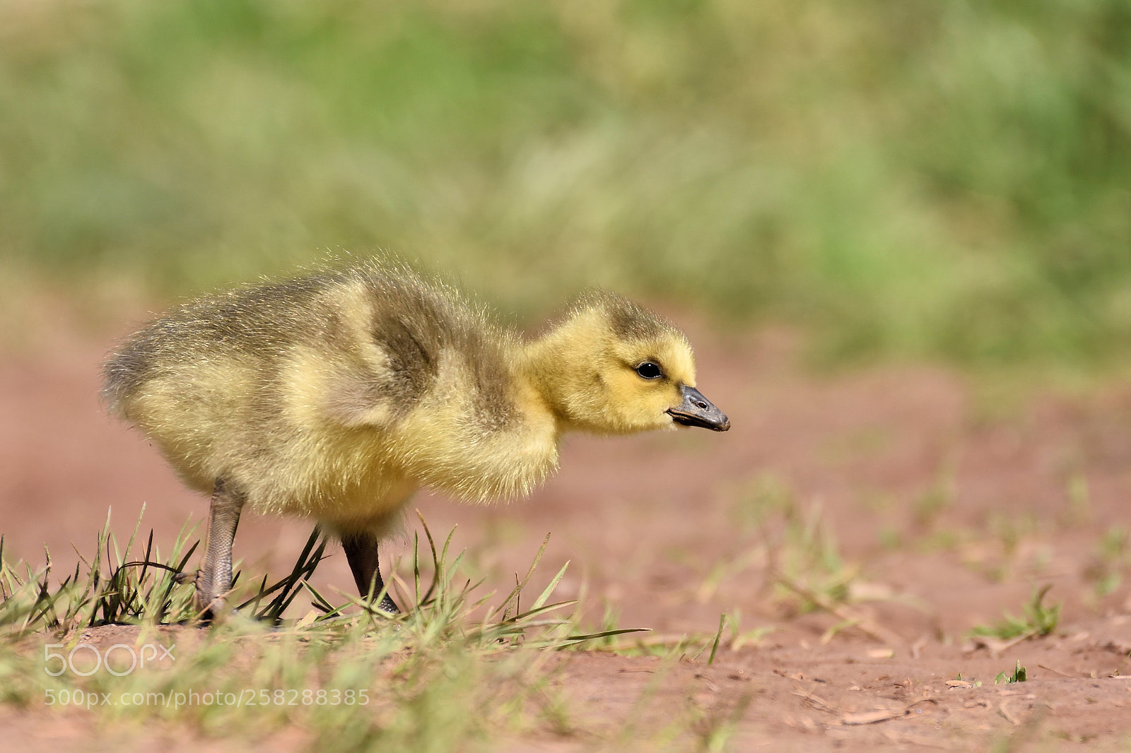 Nikon D7200 sample photo. Canada gosling photography