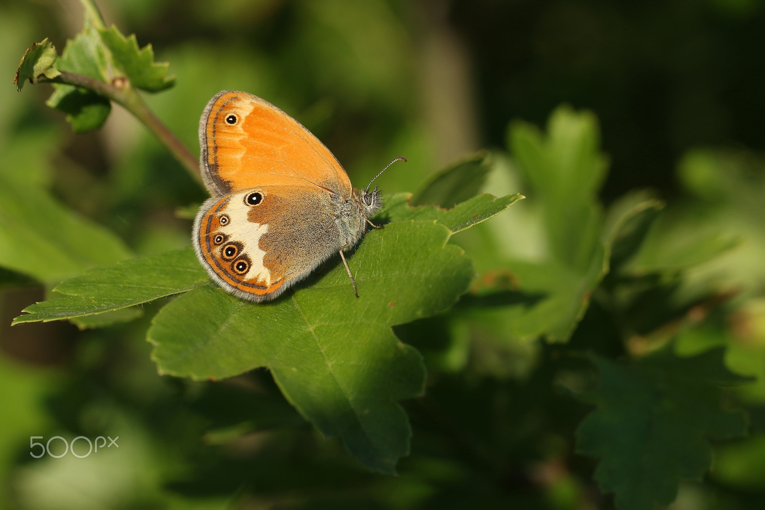 Canon EF 100mm F2.8L Macro IS USM sample photo. Funda zıpzıp perisi(coenonympha arcania) photography