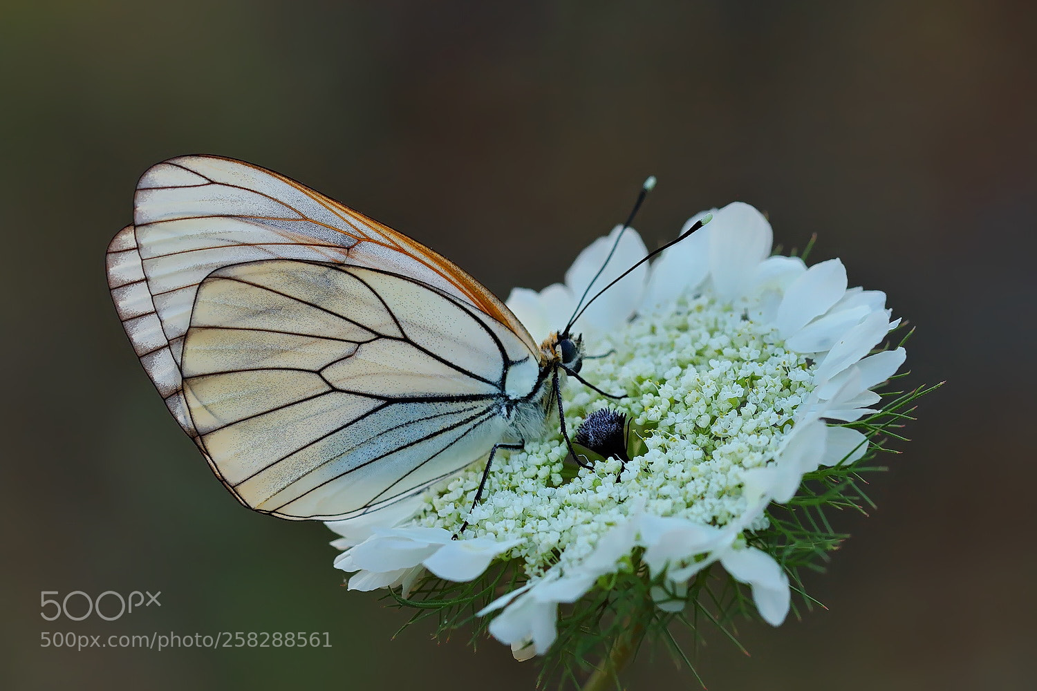 Canon EOS 70D sample photo. Al kelebe i aporia photography