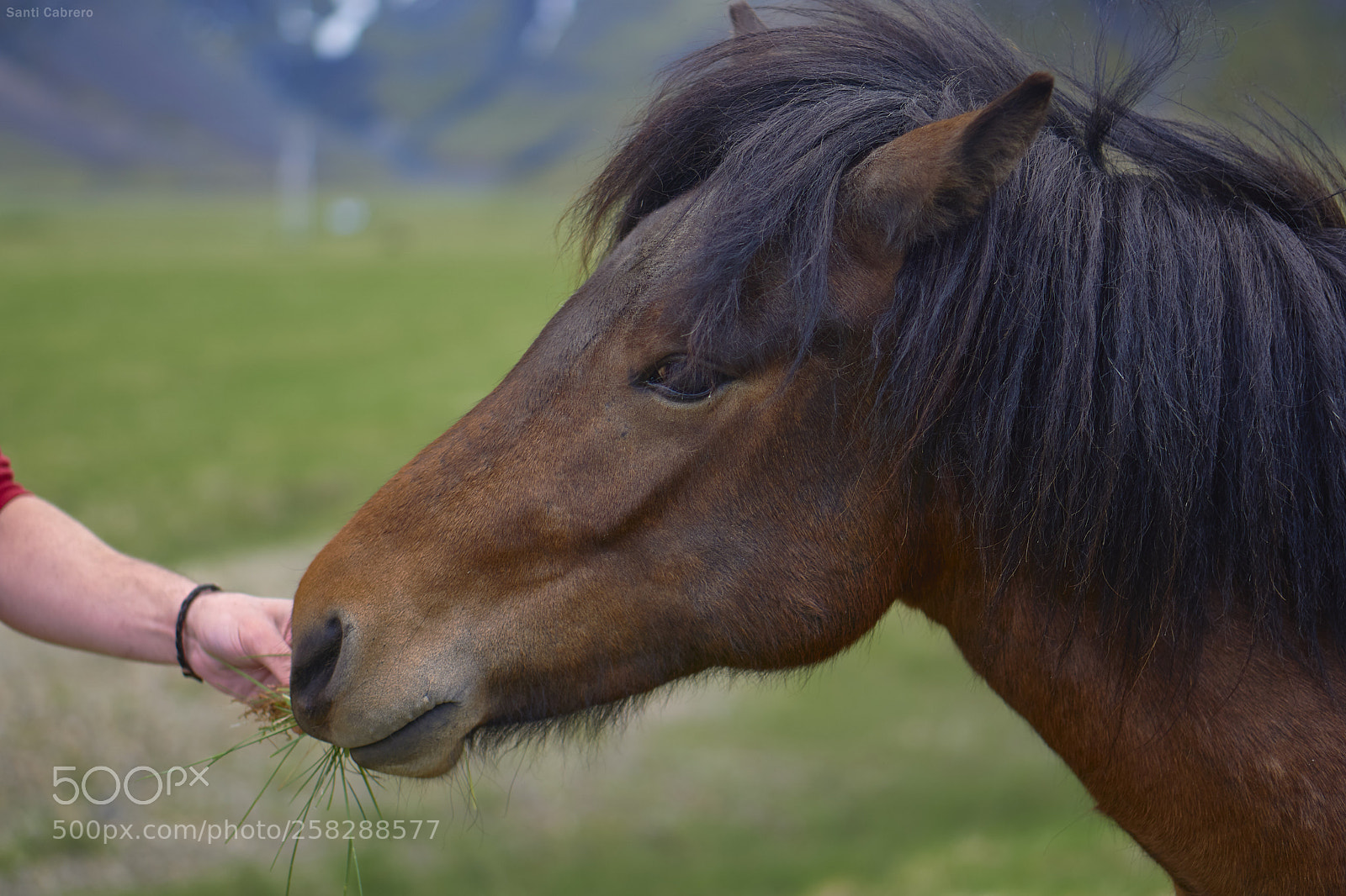 Sony a6000 sample photo. Caballo islandés ii photography