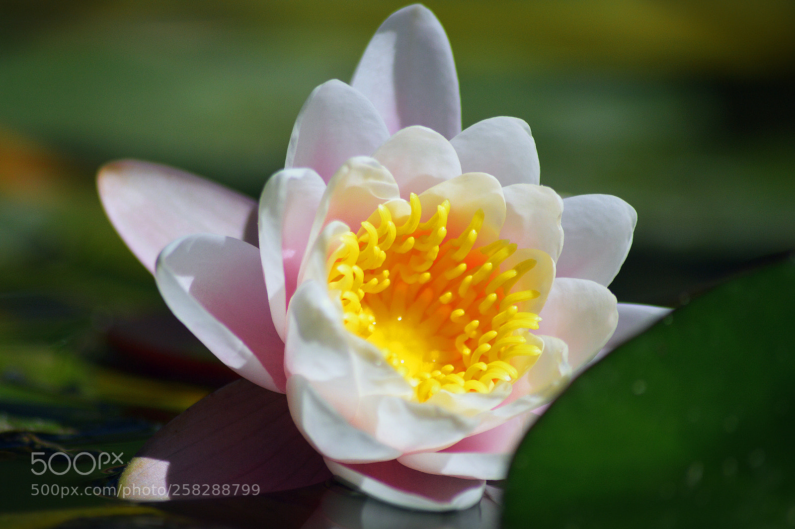 Nikon D3200 sample photo. Water lily photography