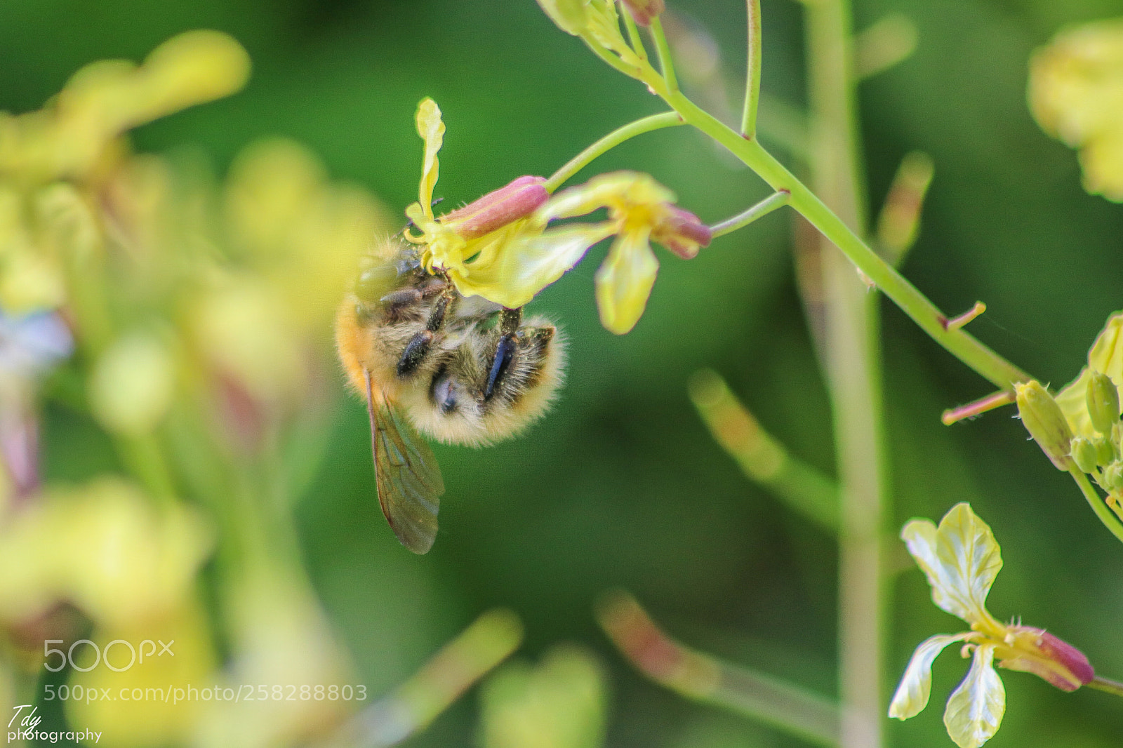 Canon EOS 750D (EOS Rebel T6i / EOS Kiss X8i) sample photo. Bumblebee photography