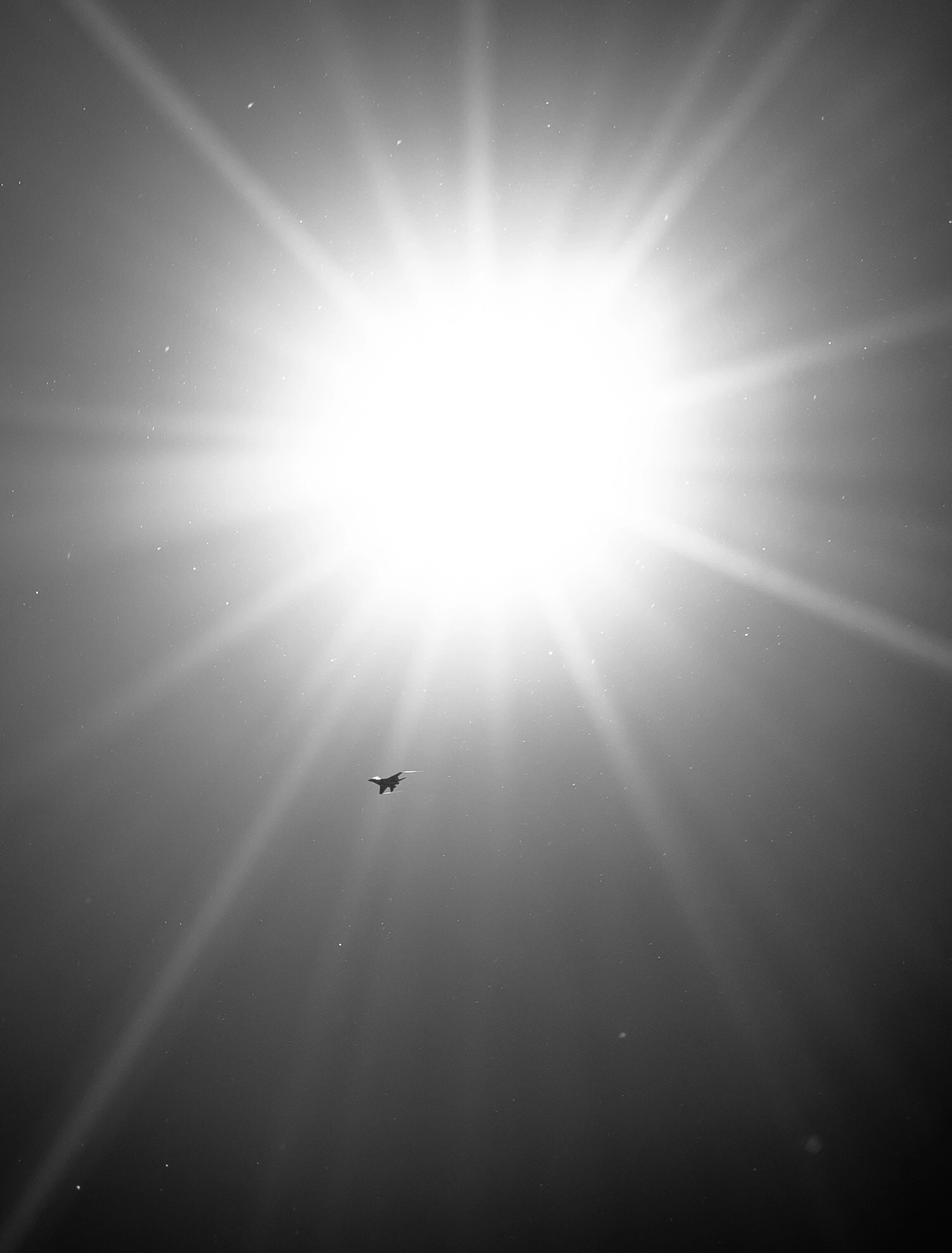 Leica X (Typ 113) sample photo. Mosquito  photography
