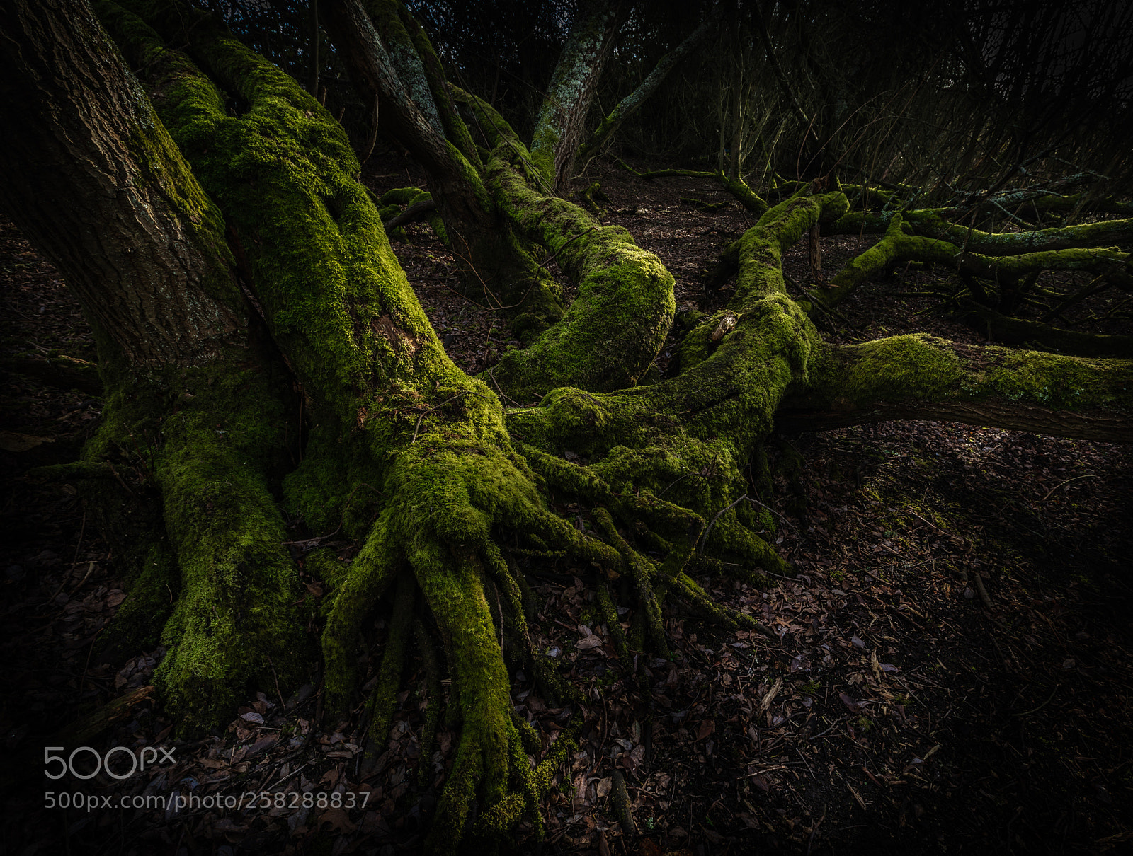 Canon EOS 5D Mark IV sample photo. Lazy tree photography