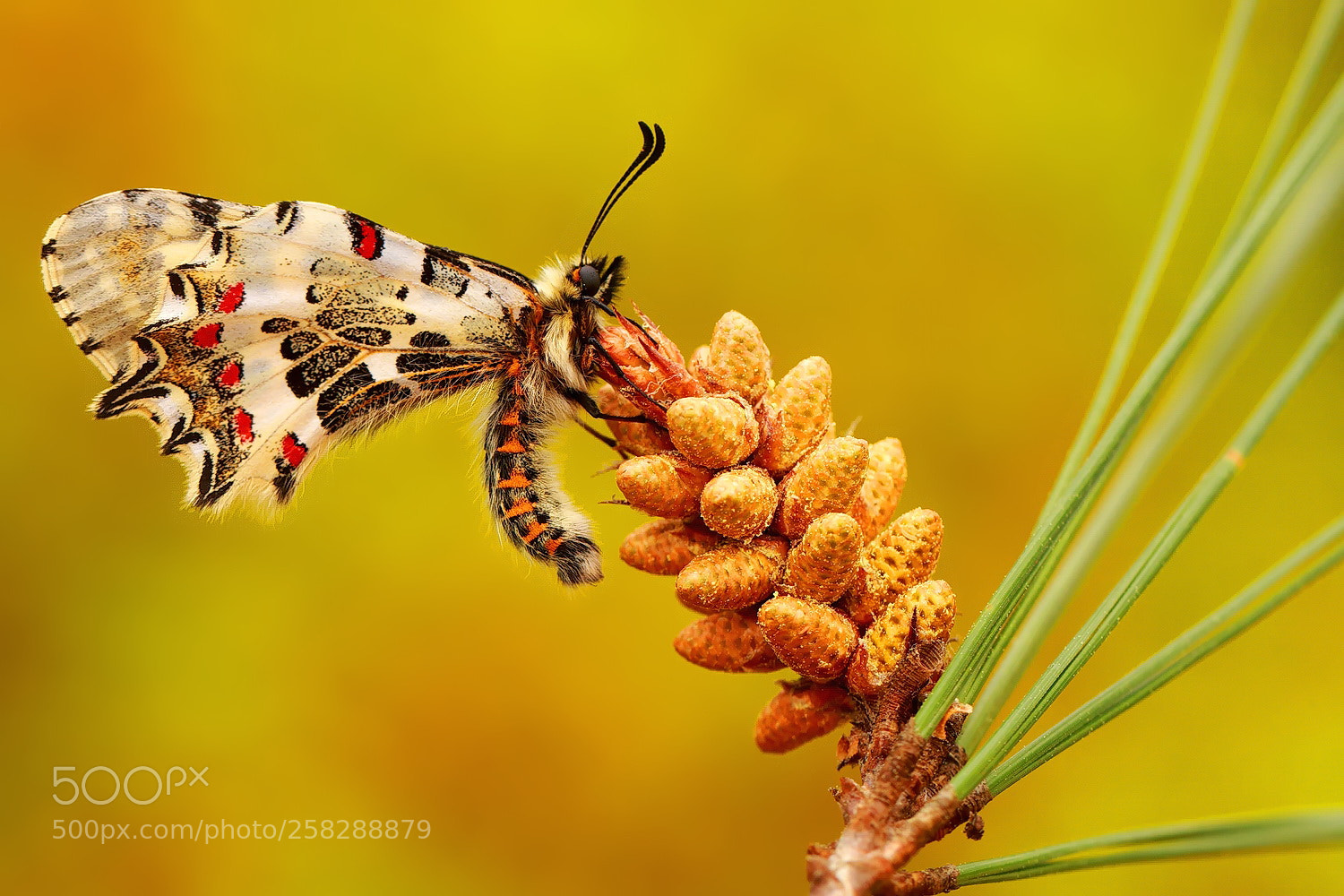 Canon EOS 70D sample photo. Orman fistosu(zerynthia cerisyi) photography