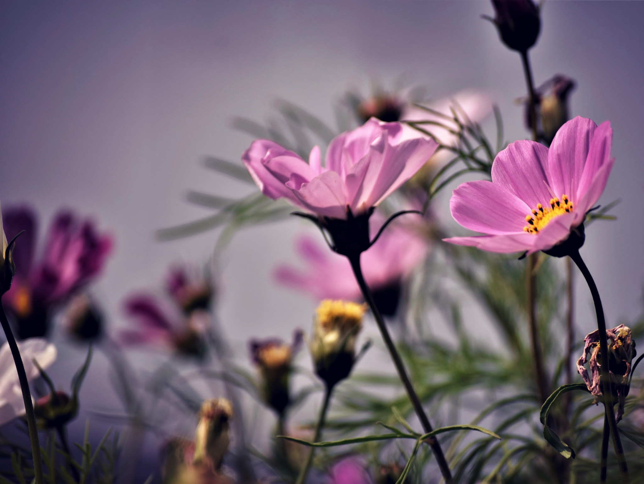 Nikon D5300 sample photo. What we see... photography