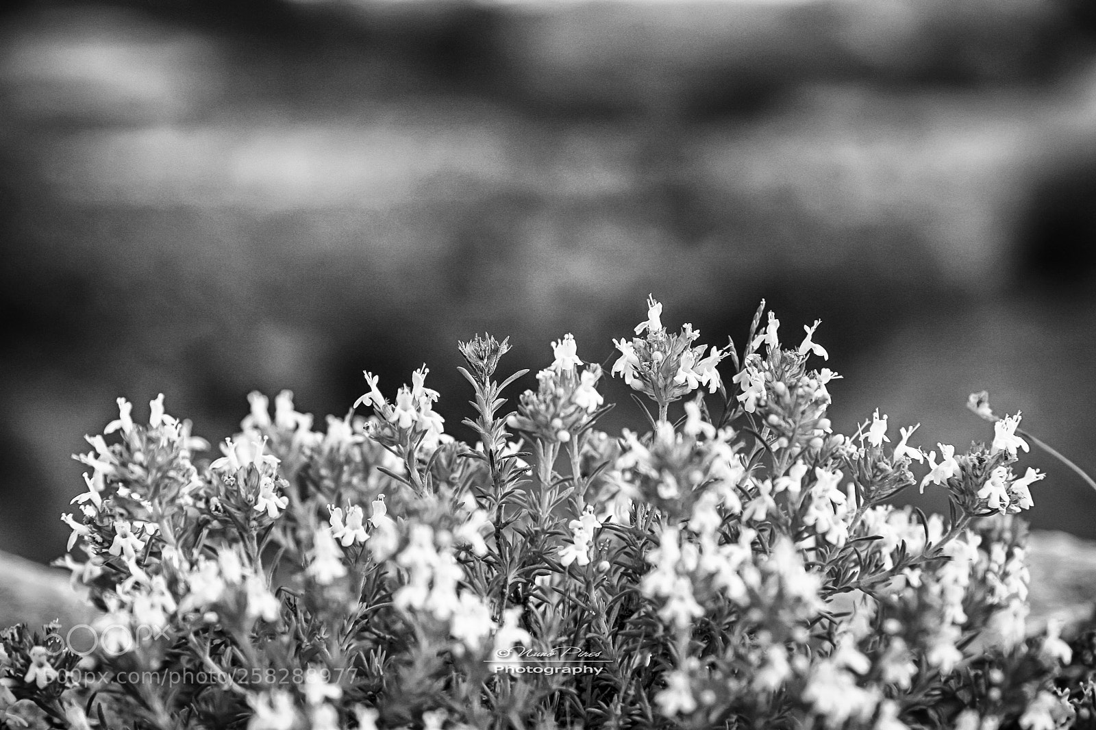 Canon EOS 400D (EOS Digital Rebel XTi / EOS Kiss Digital X) sample photo. White blossoms bw photography