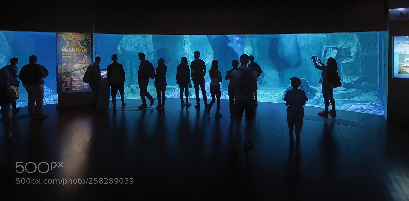 Sony SLT-A77 sample photo. Acuario photography